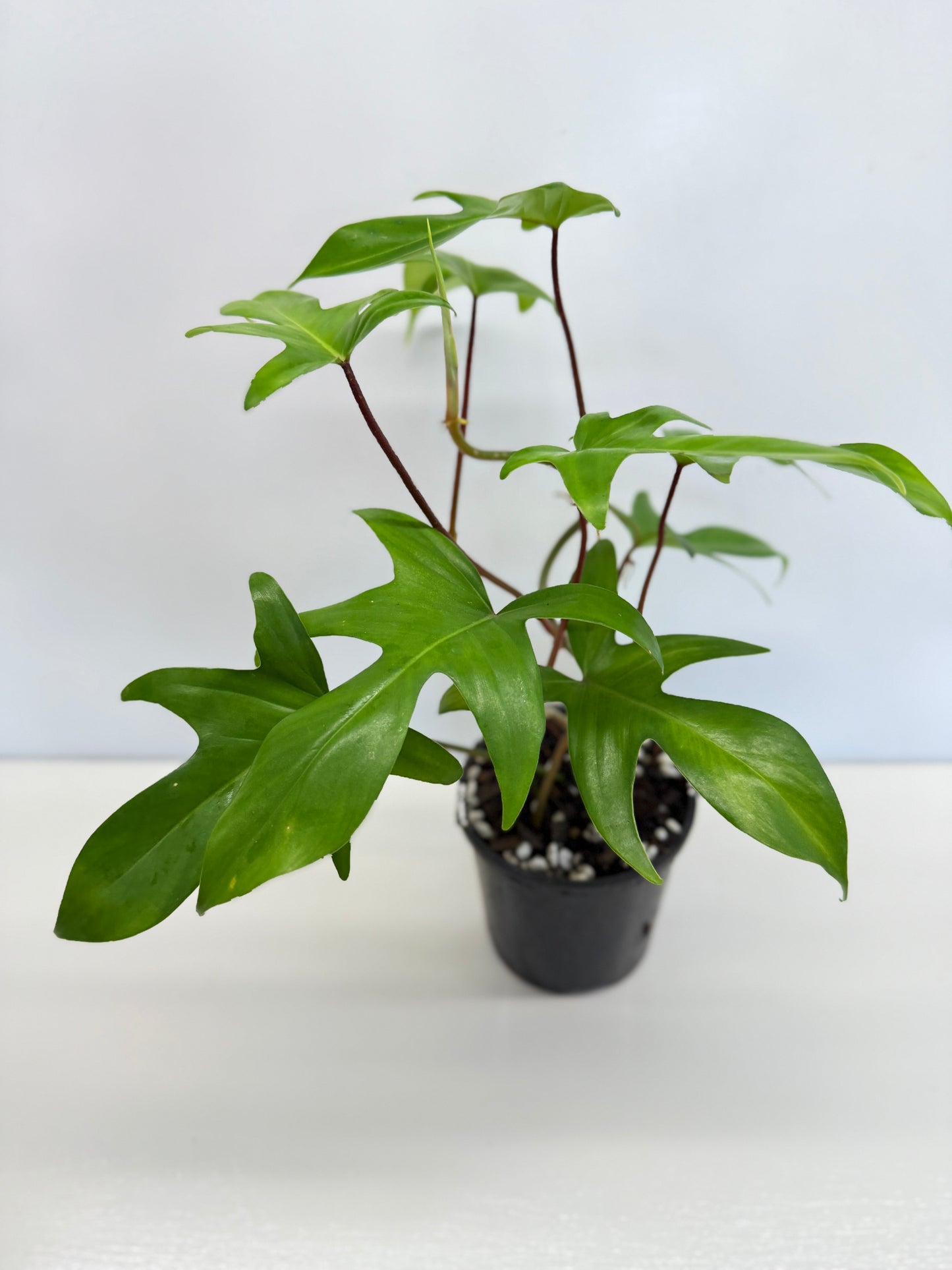 Philodendron pedatum 'Rudolph' (Red Stem) - Best Pick of the Crop