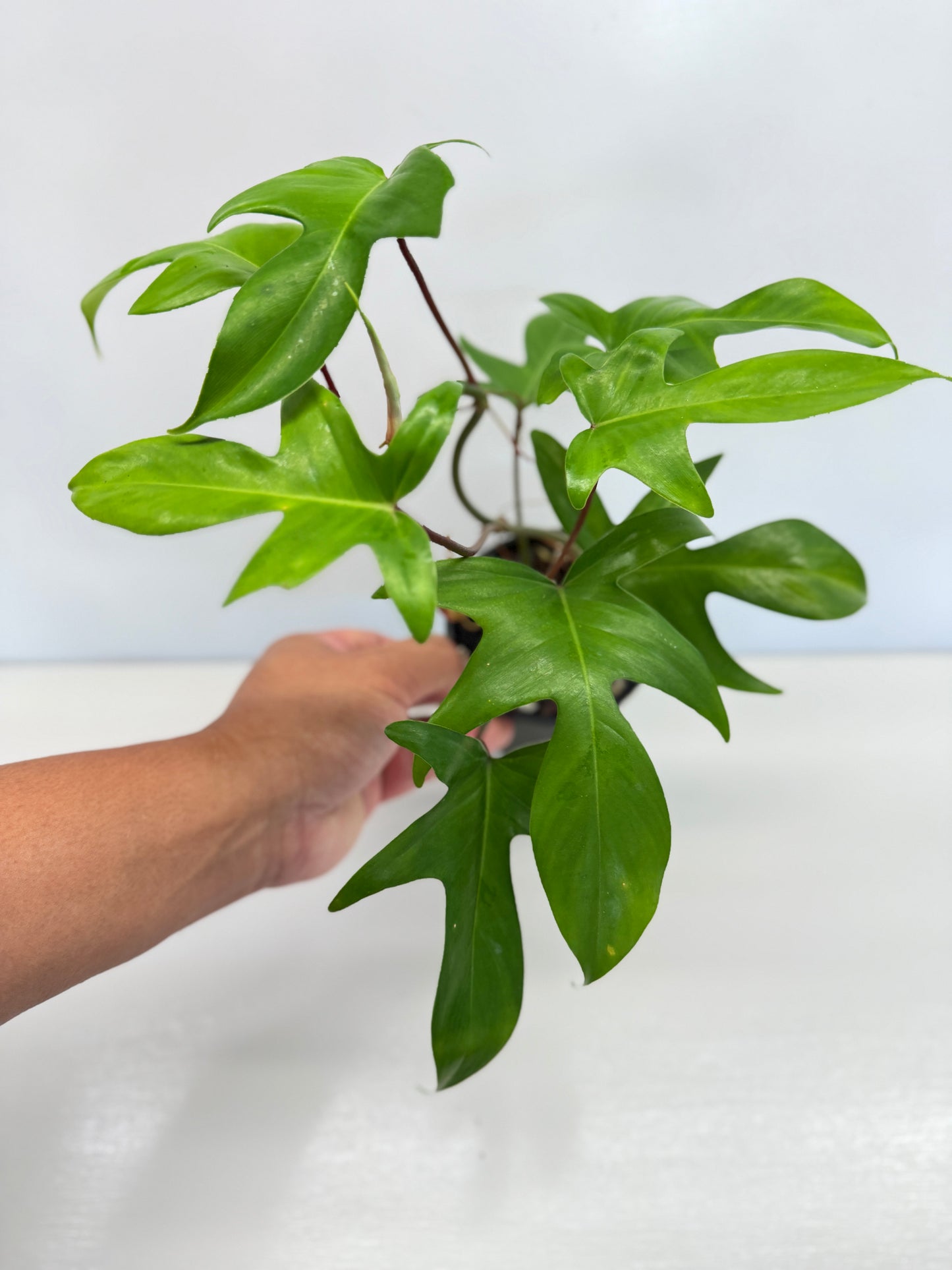 Philodendron pedatum 'Rudolph' (Red Stem) - Best Pick of the Crop