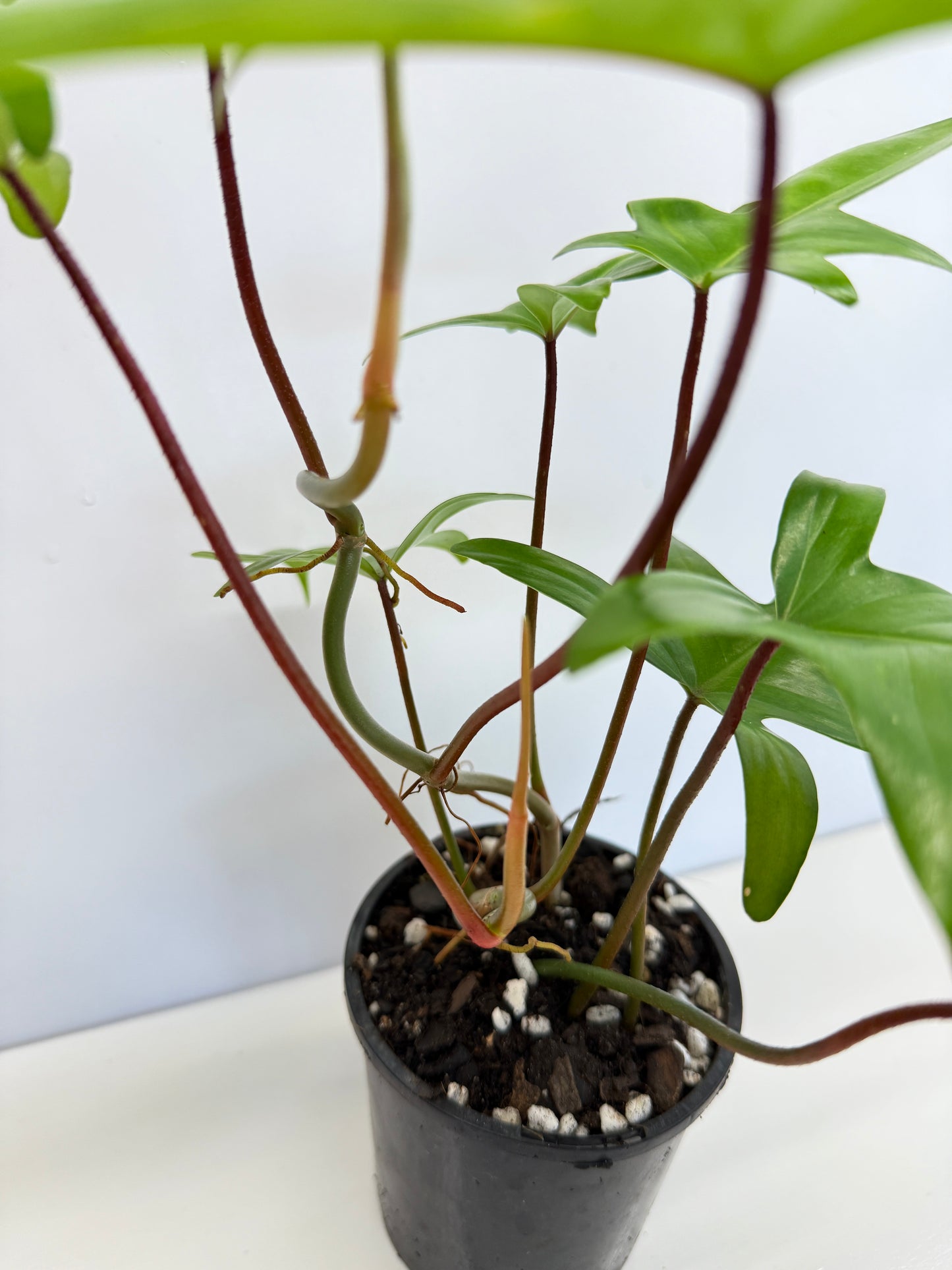 Philodendron pedatum 'Rudolph' (Red Stem) - Best Pick of the Crop