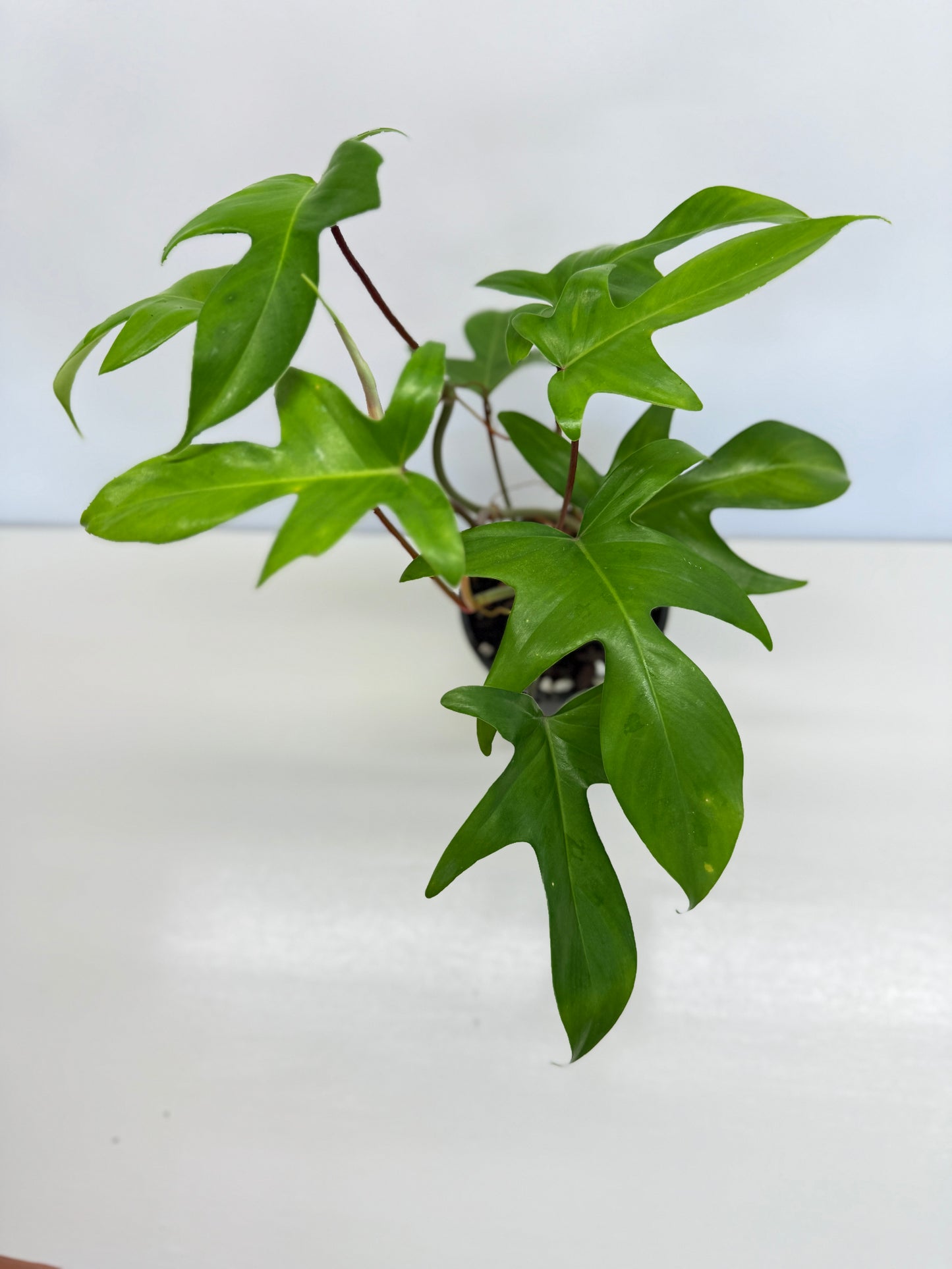 Philodendron pedatum 'Rudolph' (Red Stem) - Best Pick of the Crop