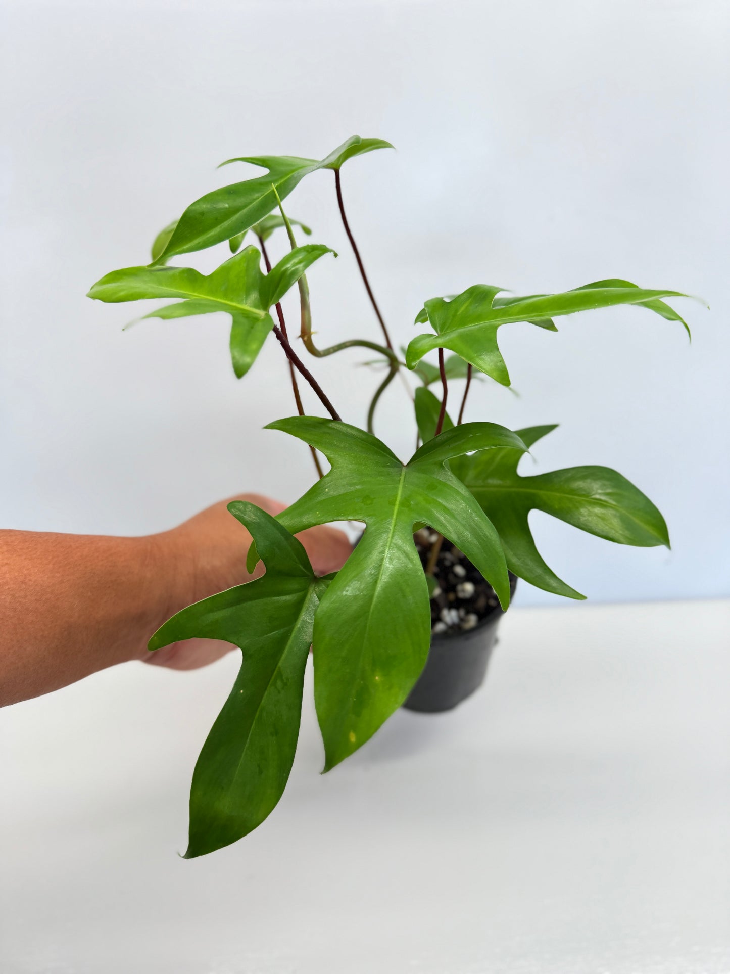 Philodendron pedatum 'Rudolph' (Red Stem) - Best Pick of the Crop