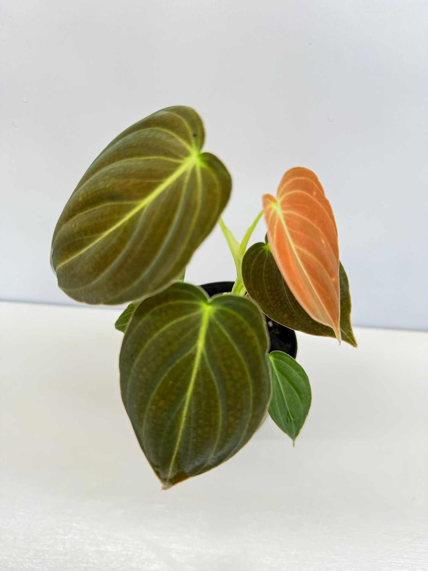 Philodendron 'Melanochrysum' - Best Pick of the Crop!
