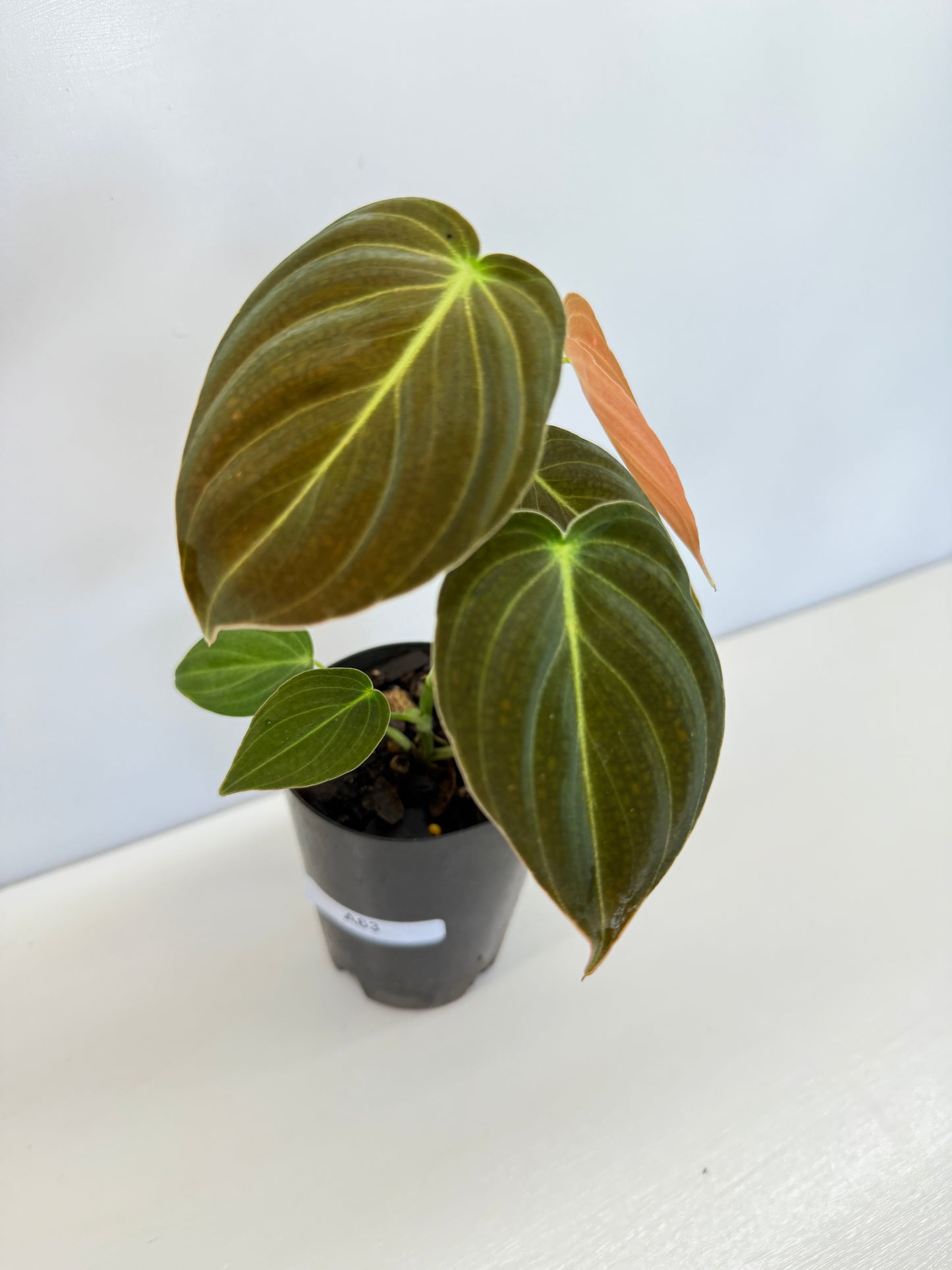 Philodendron 'Melanochrysum' - Best Pick of the Crop!