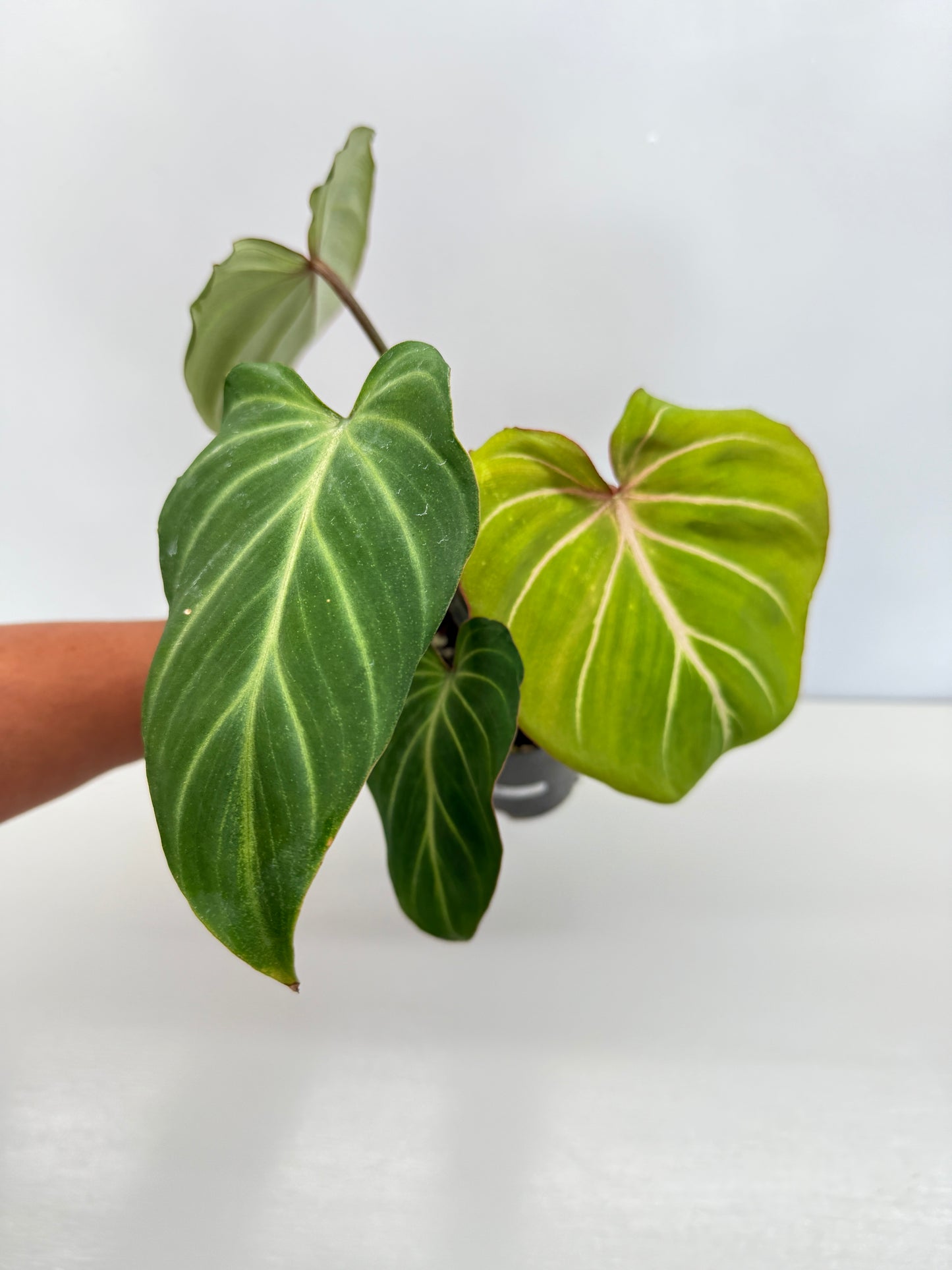 Philodendron Gloriosum Hybrid - Best Pick of the Crop!
