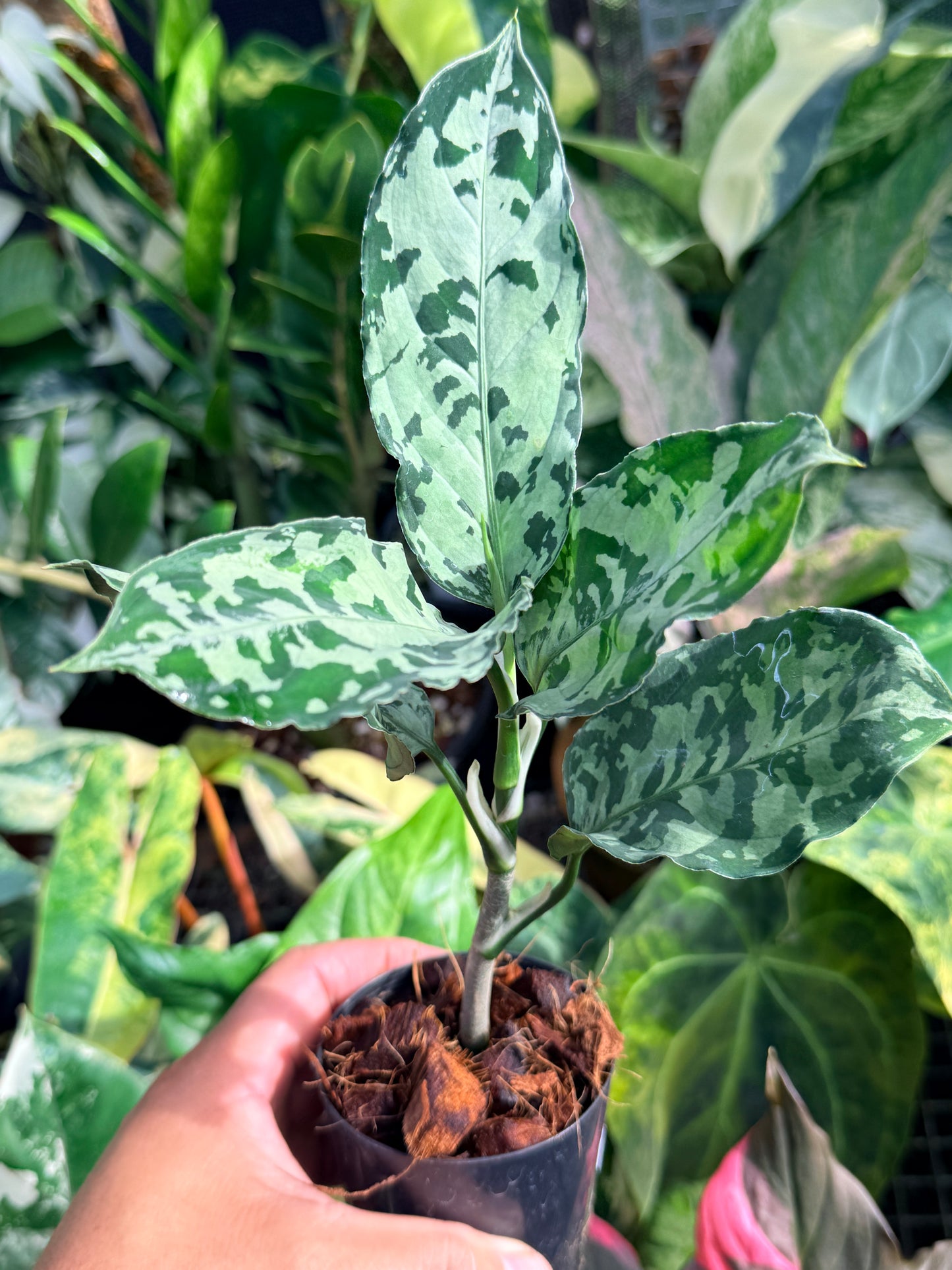 Aglaonema 'Pictum Tricolor' Hybrid M6