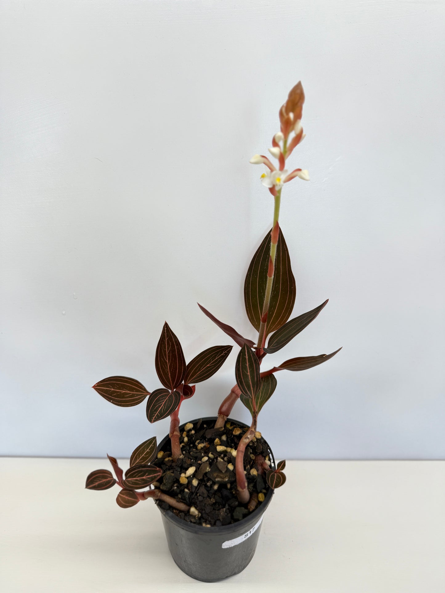 Ludisia discolor 'Jewel Orchid' - Best Pick of the Crop!
