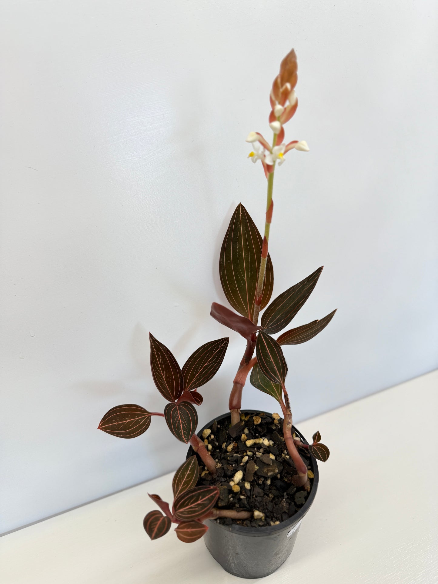 Ludisia discolor 'Jewel Orchid' - Best Pick of the Crop!