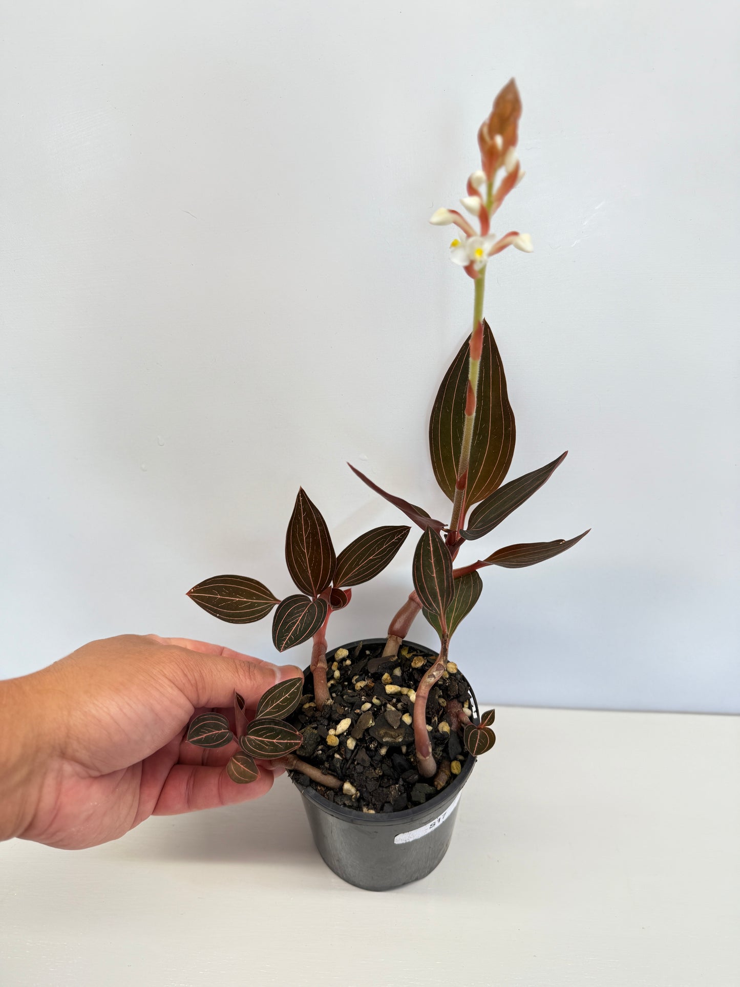 Ludisia discolor 'Jewel Orchid' - Best Pick of the Crop!