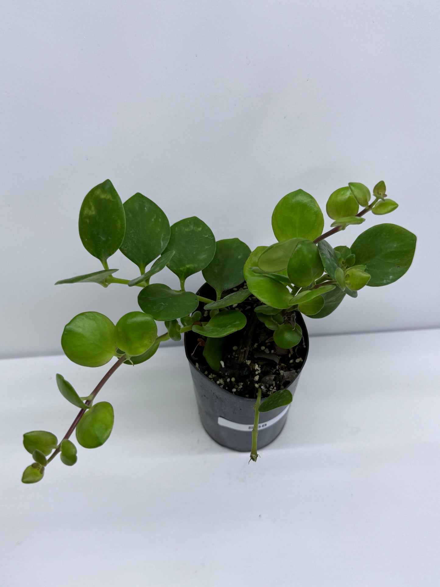 Aeschynanthus Thai Pink aka Pink Lipstick Plant S68