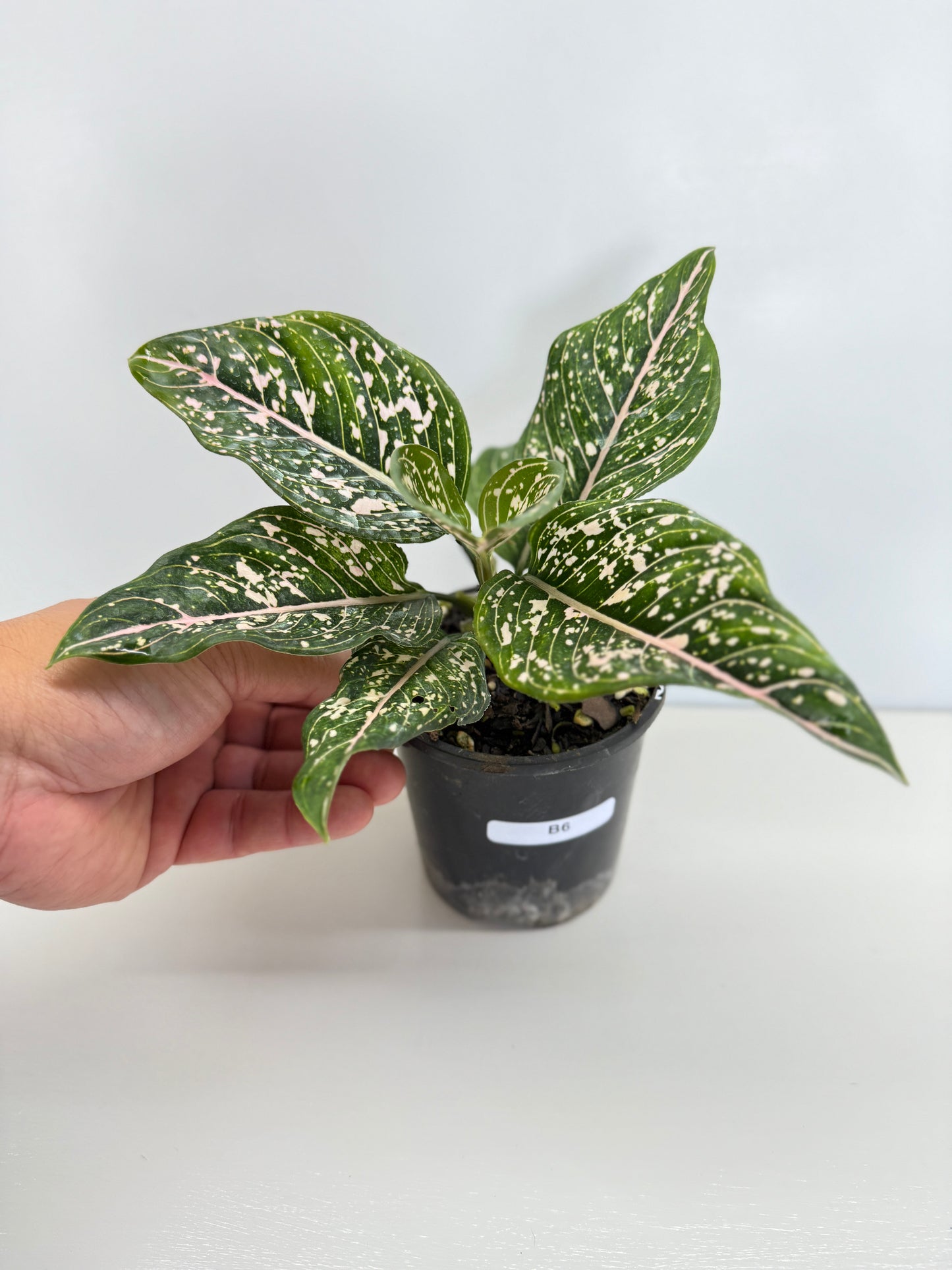 Aglaonema 'Tom's Pride' - Best Pick of the Crop!