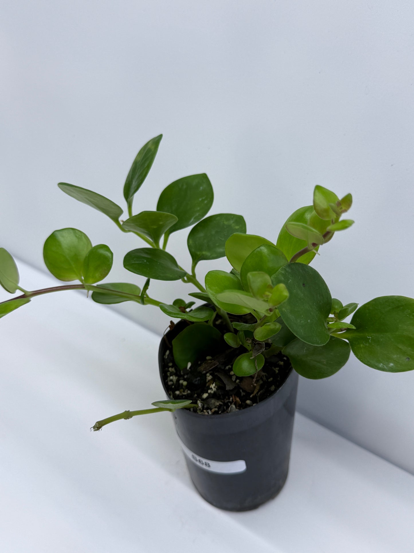 Aeschynanthus Thai Pink aka Pink Lipstick Plant S68