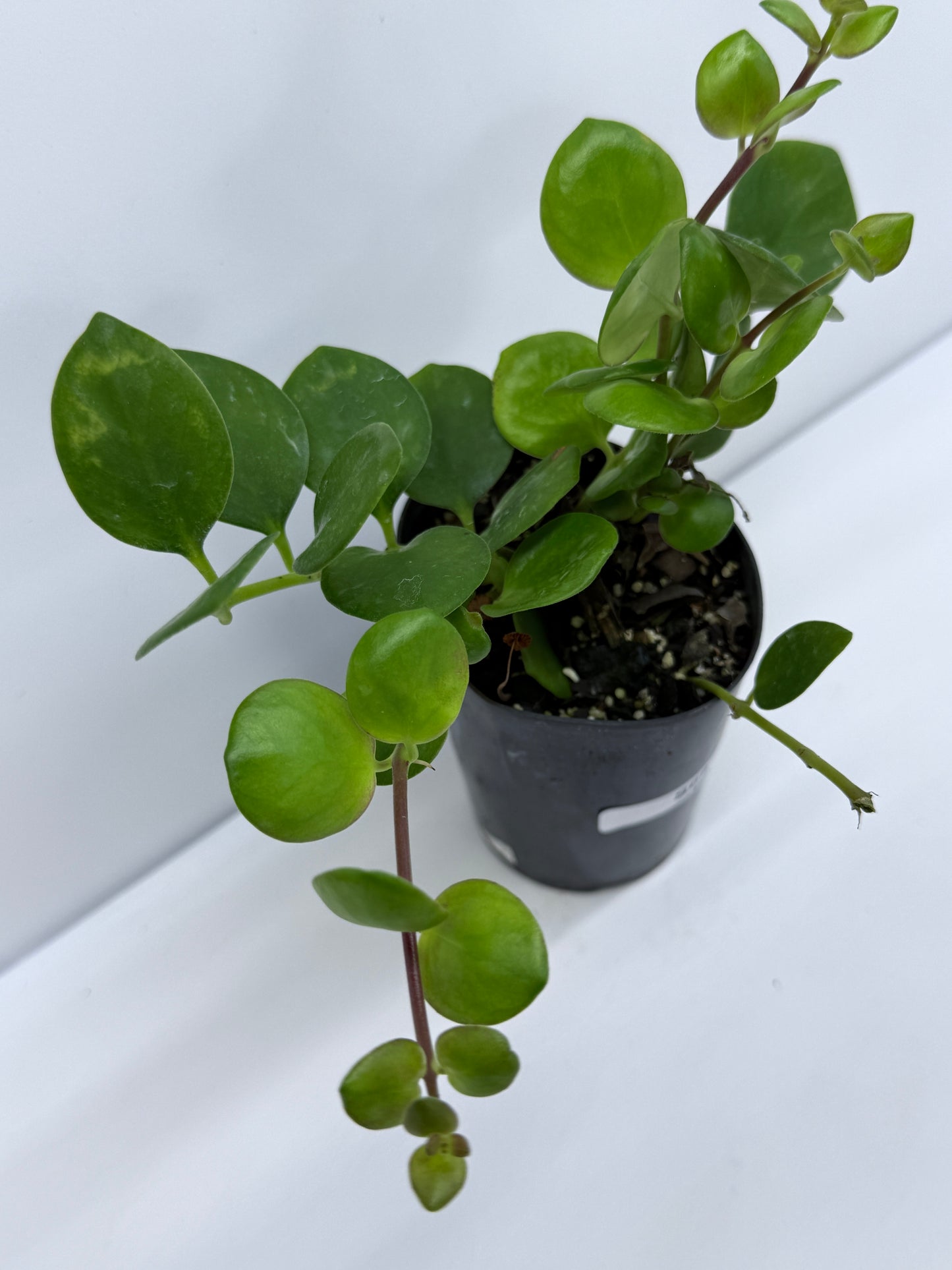 Aeschynanthus Thai Pink aka Pink Lipstick Plant S68