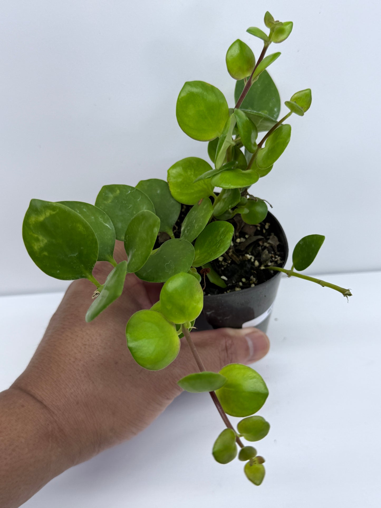 Aeschynanthus Thai Pink aka Pink Lipstick Plant S68