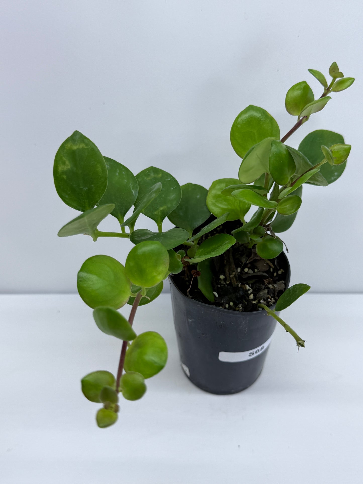 Aeschynanthus Thai Pink aka Pink Lipstick Plant S68