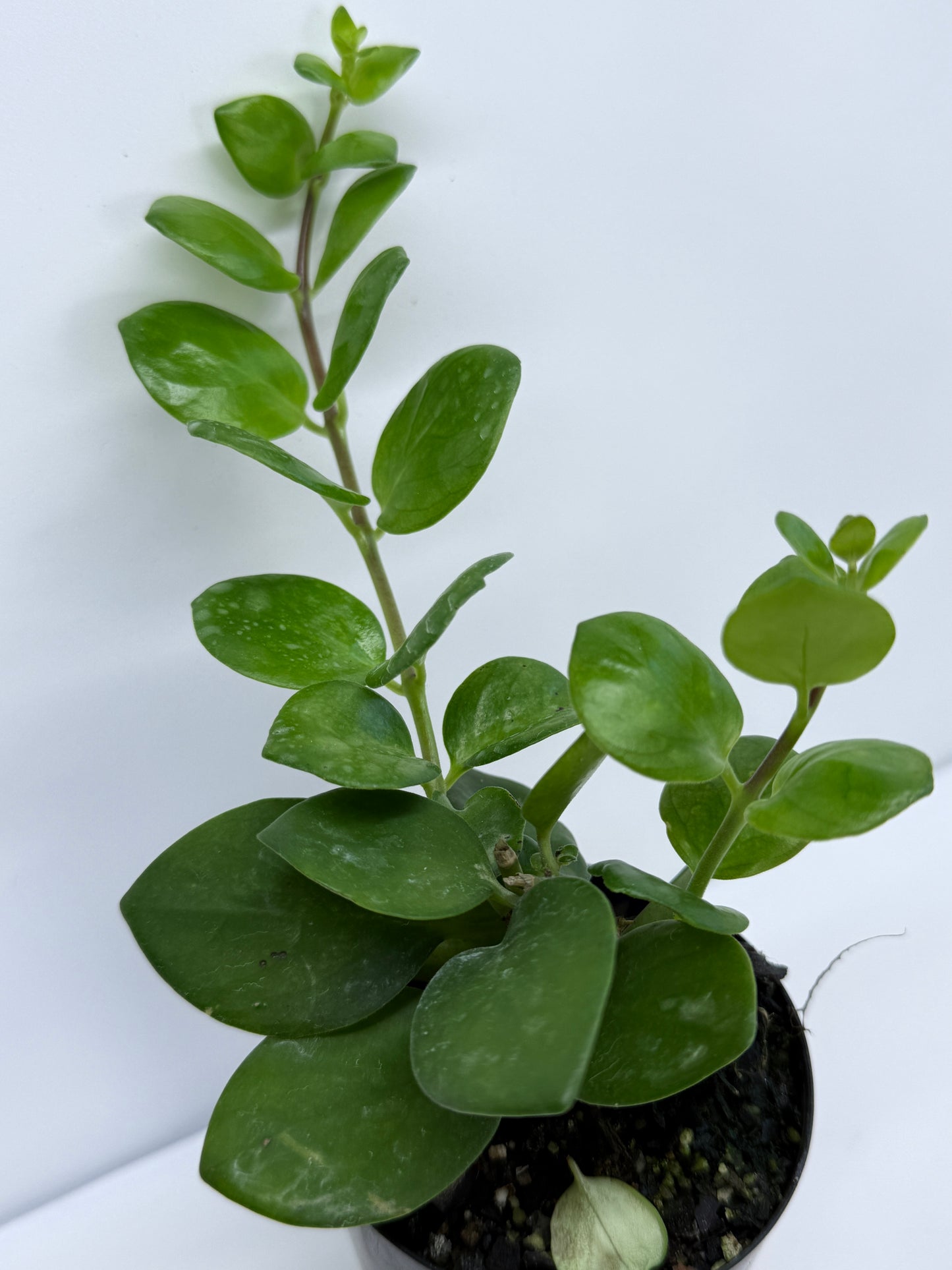 Aeschynanthus Thai Pink aka Pink Lipstick Plant S67