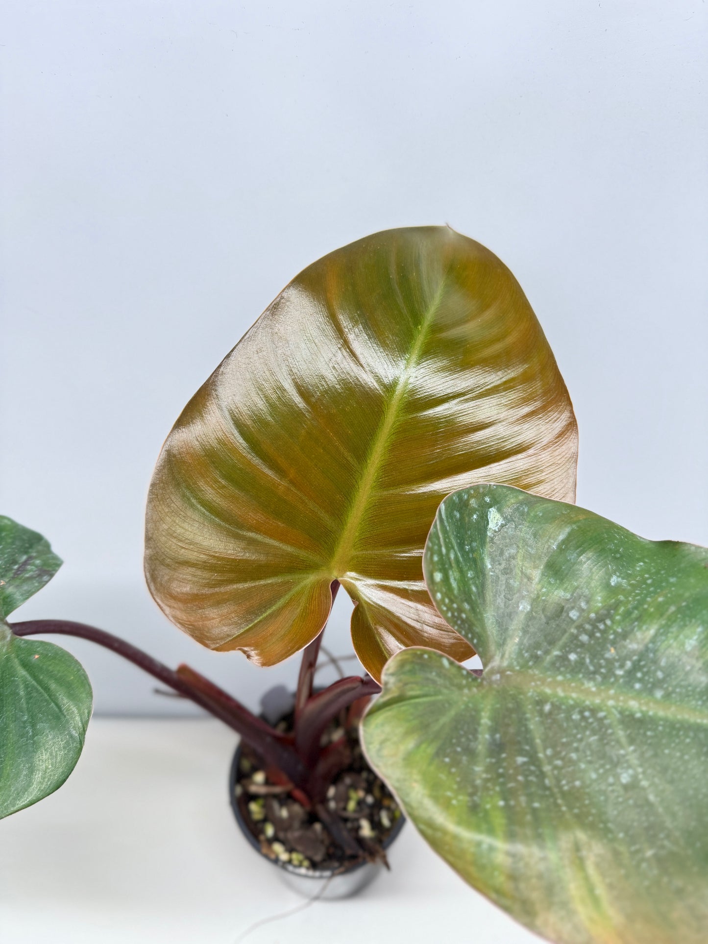 Philodendron 'Rojo Congo x Erubescens' B7