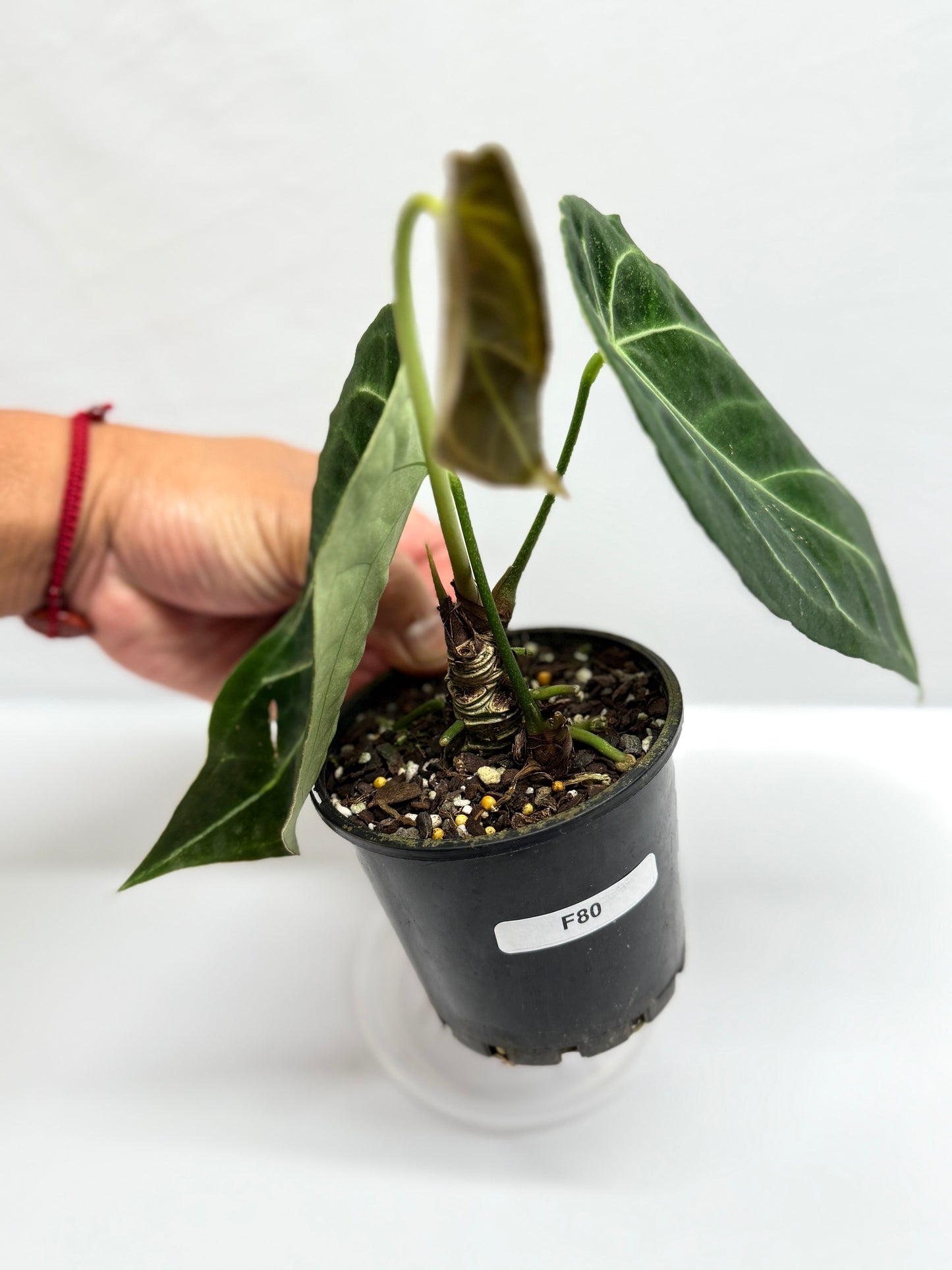 Anthurium Forgetii - Large F80