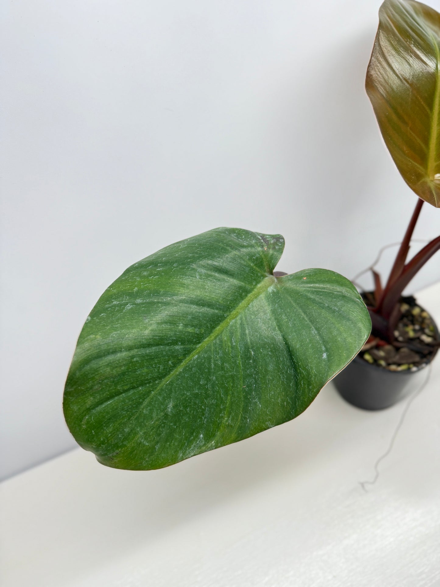 Philodendron 'Rojo Congo x Erubescens' B7