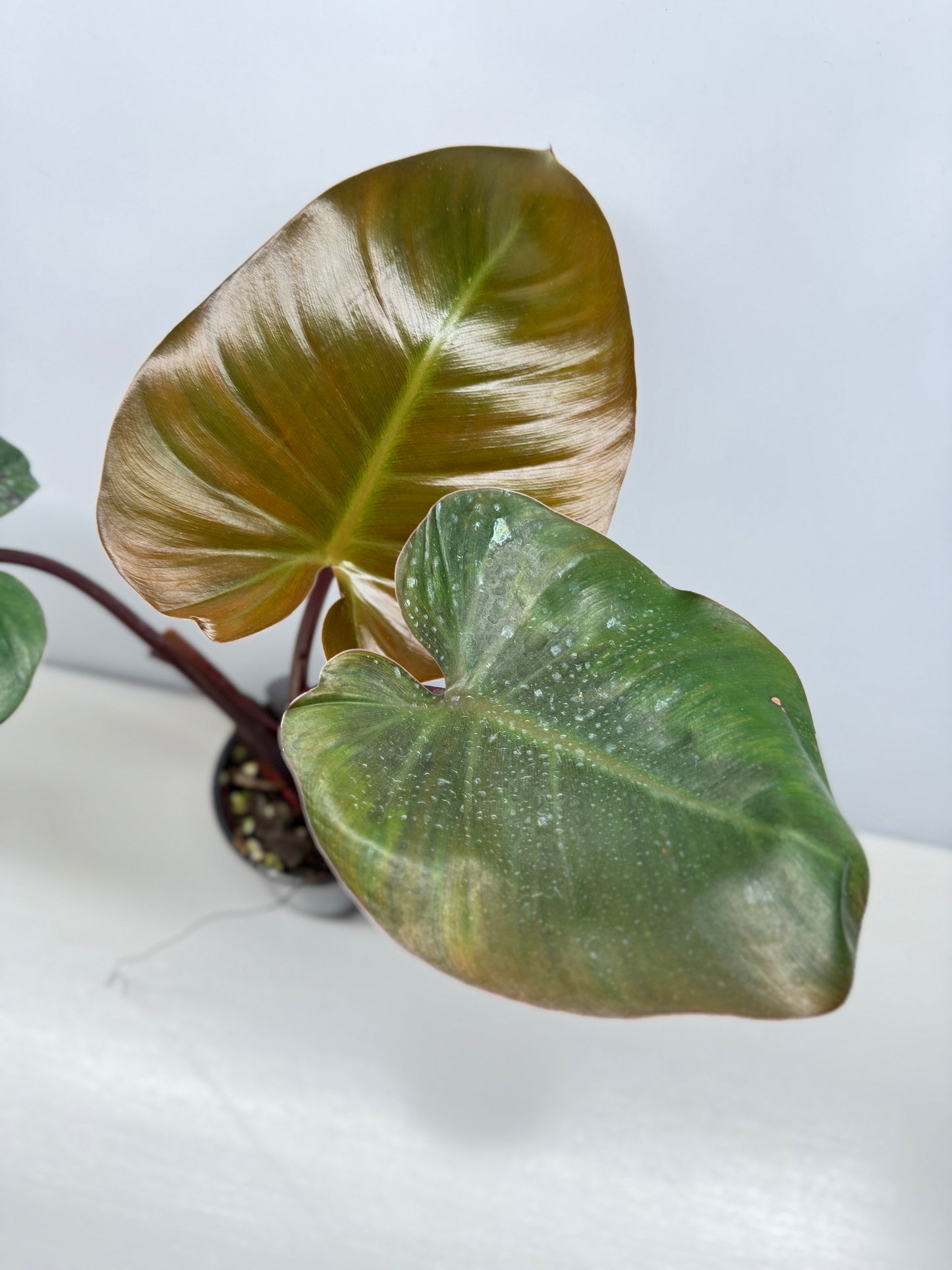 Philodendron 'Rojo Congo x Erubescens' B7