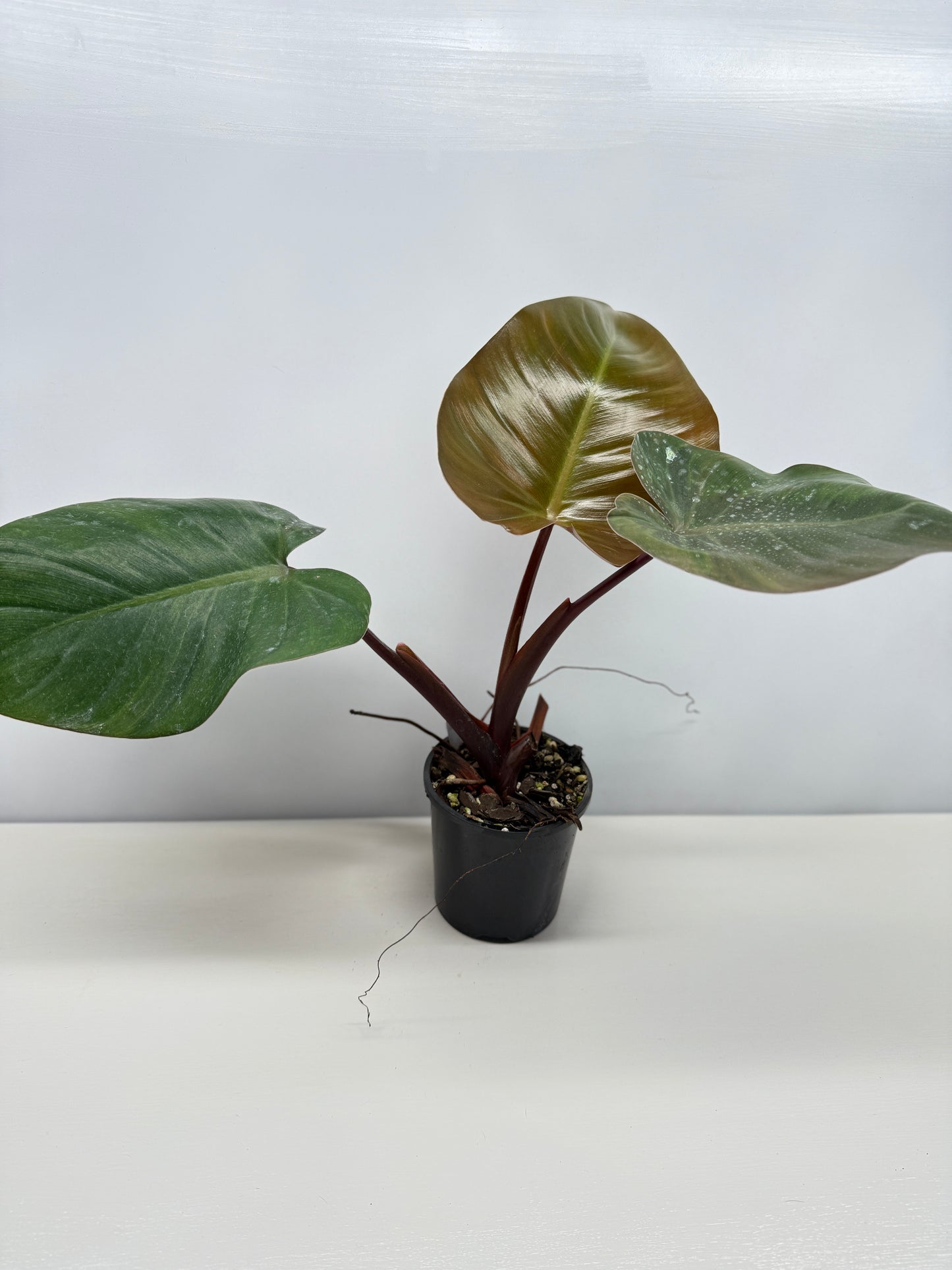 Philodendron 'Rojo Congo x Erubescens' B7