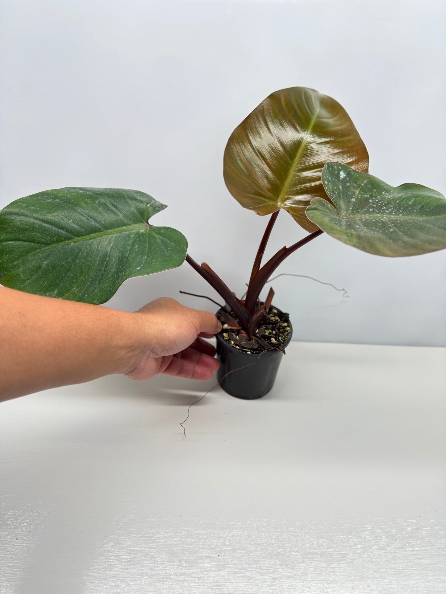 Philodendron 'Rojo Congo x Erubescens' B7