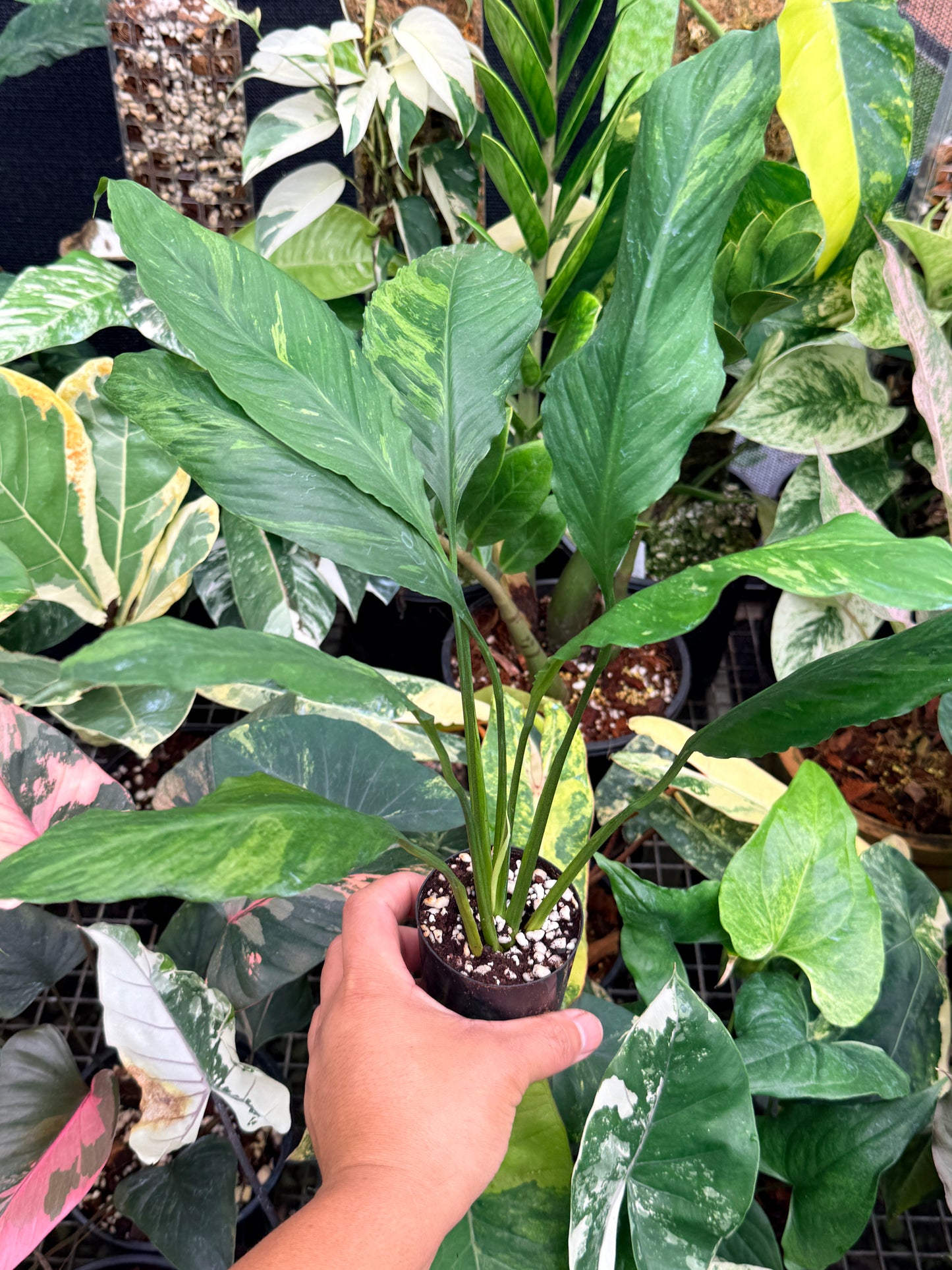 Spathiphyllum 'Aurea' - Rarely Offered M16