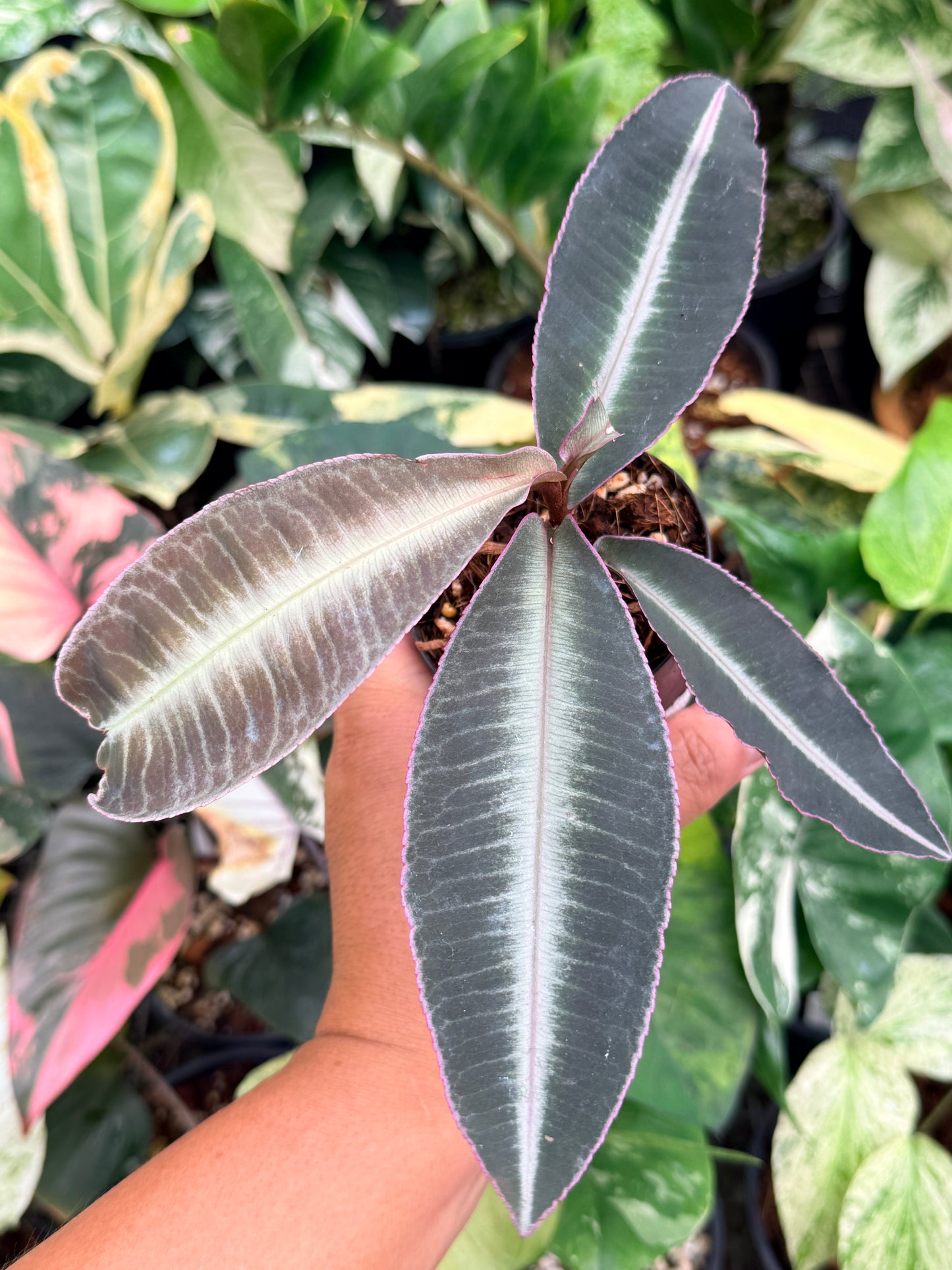 Labisia 'Pumila' G42
