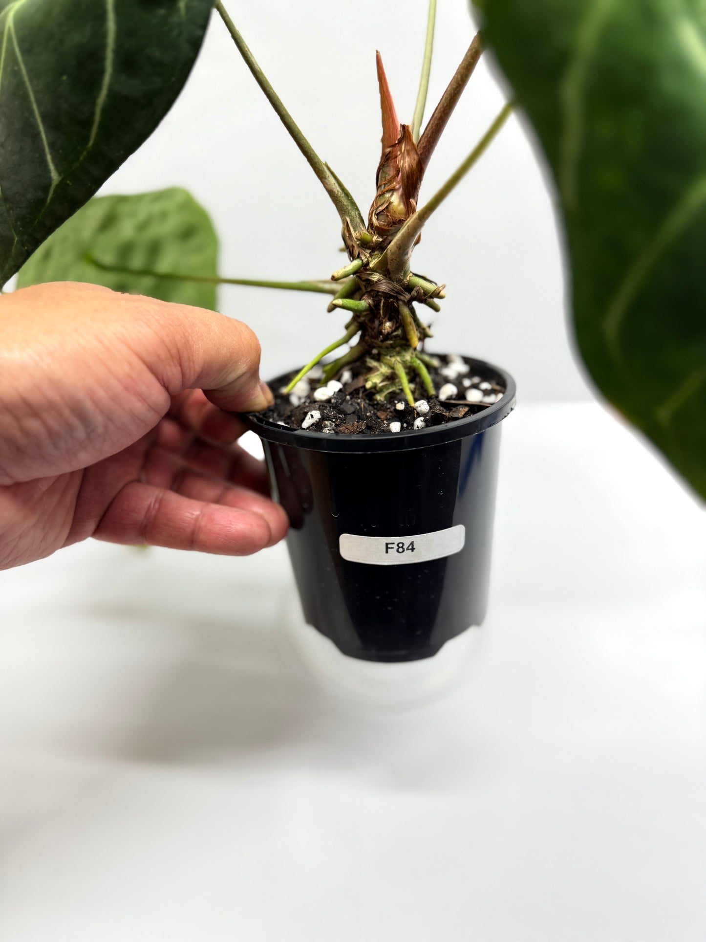 Anthurium Forgetii - Large F84