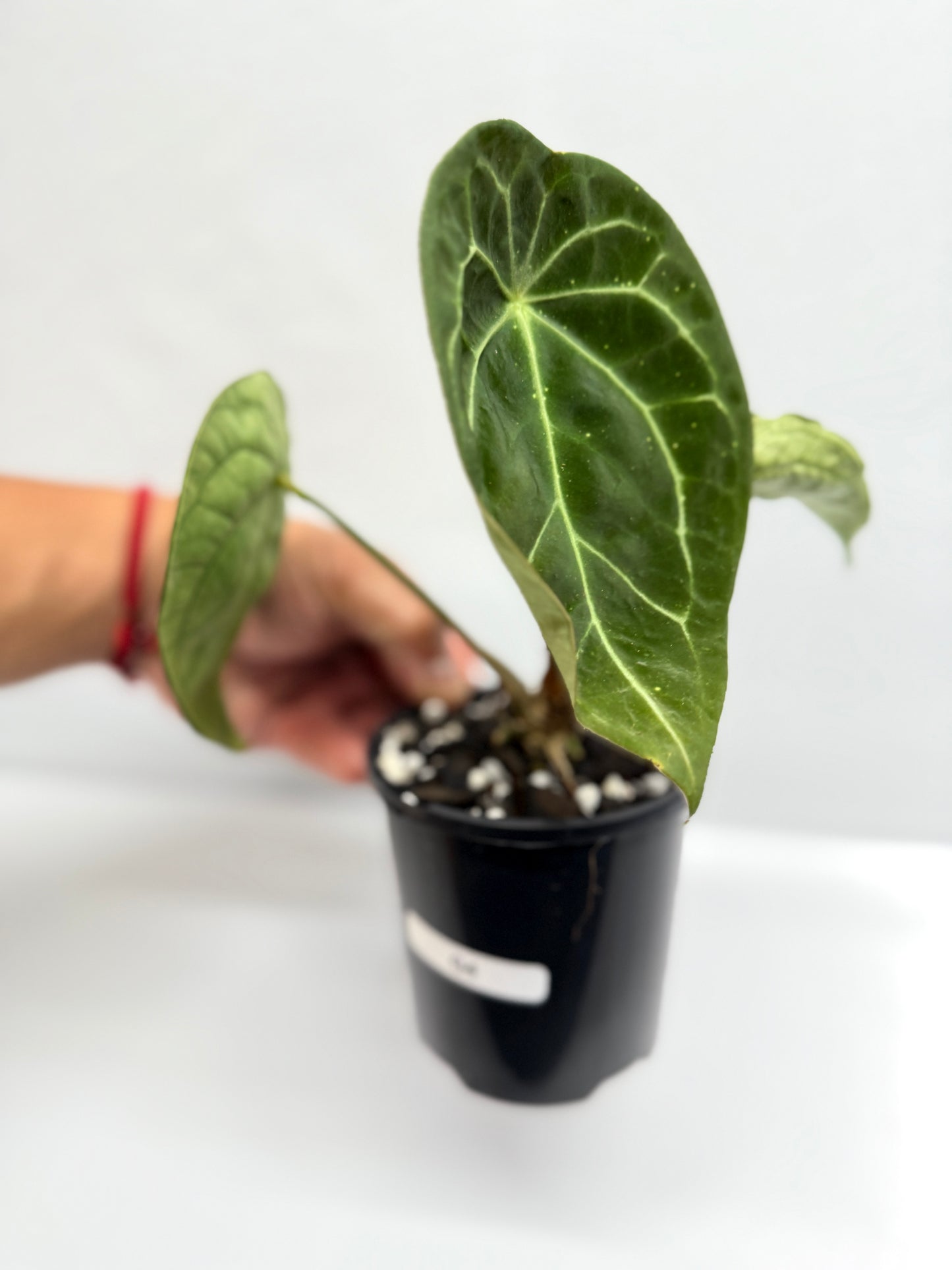 Anthurium Forgetii - Large G4