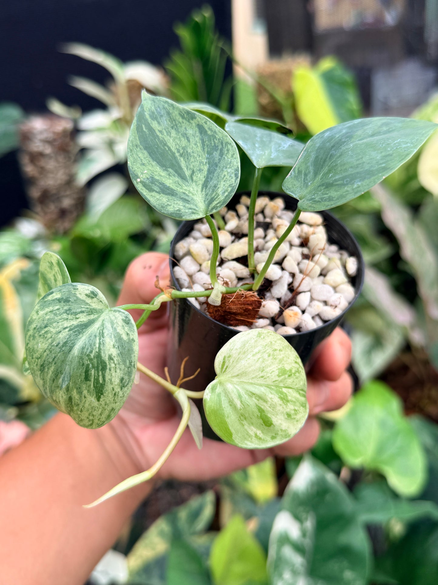 Philodendron hederaceum 'Variegata' M22