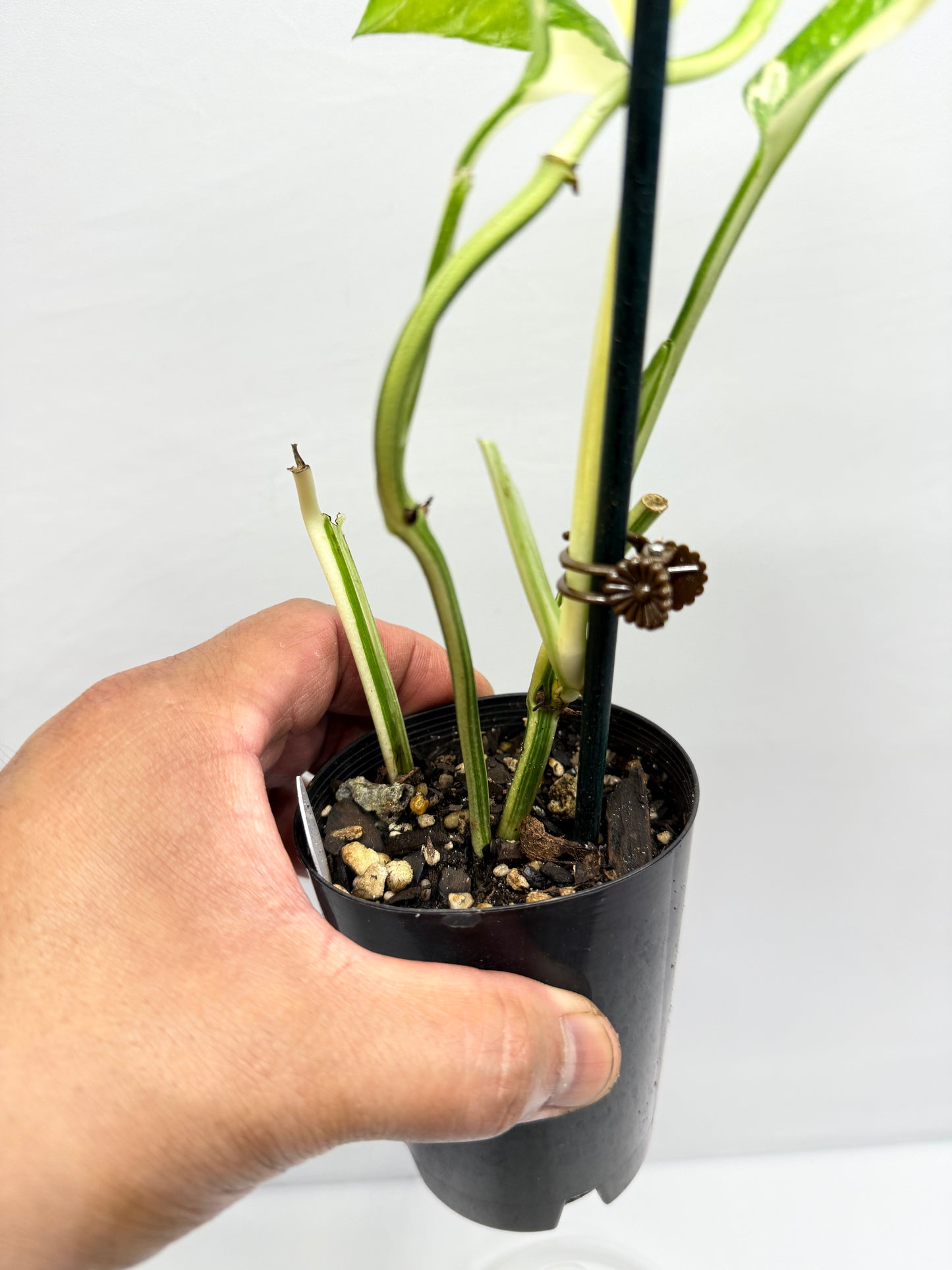 Monstera lechleriana 'Variegated' G5