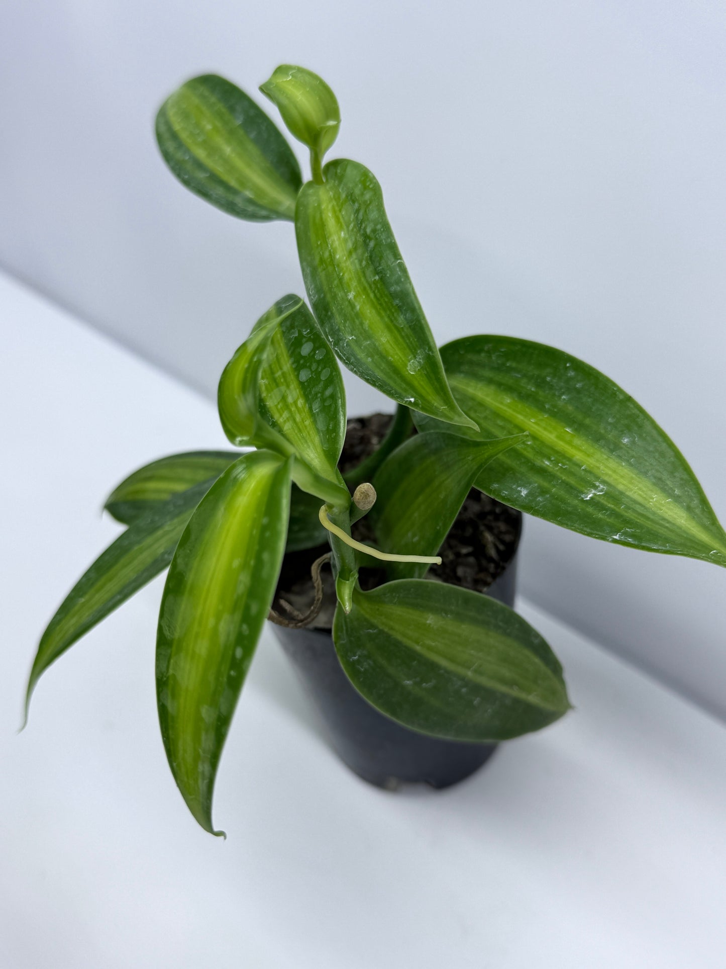 Vanilla planifolia variegata - Variegated Vanilla Vine S74