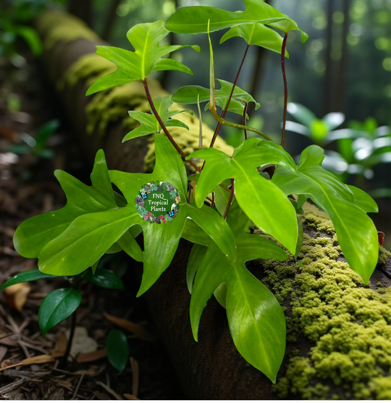 Philodendron pedatum 'Rudolph' (Red Stem) - Best Pick of the Crop