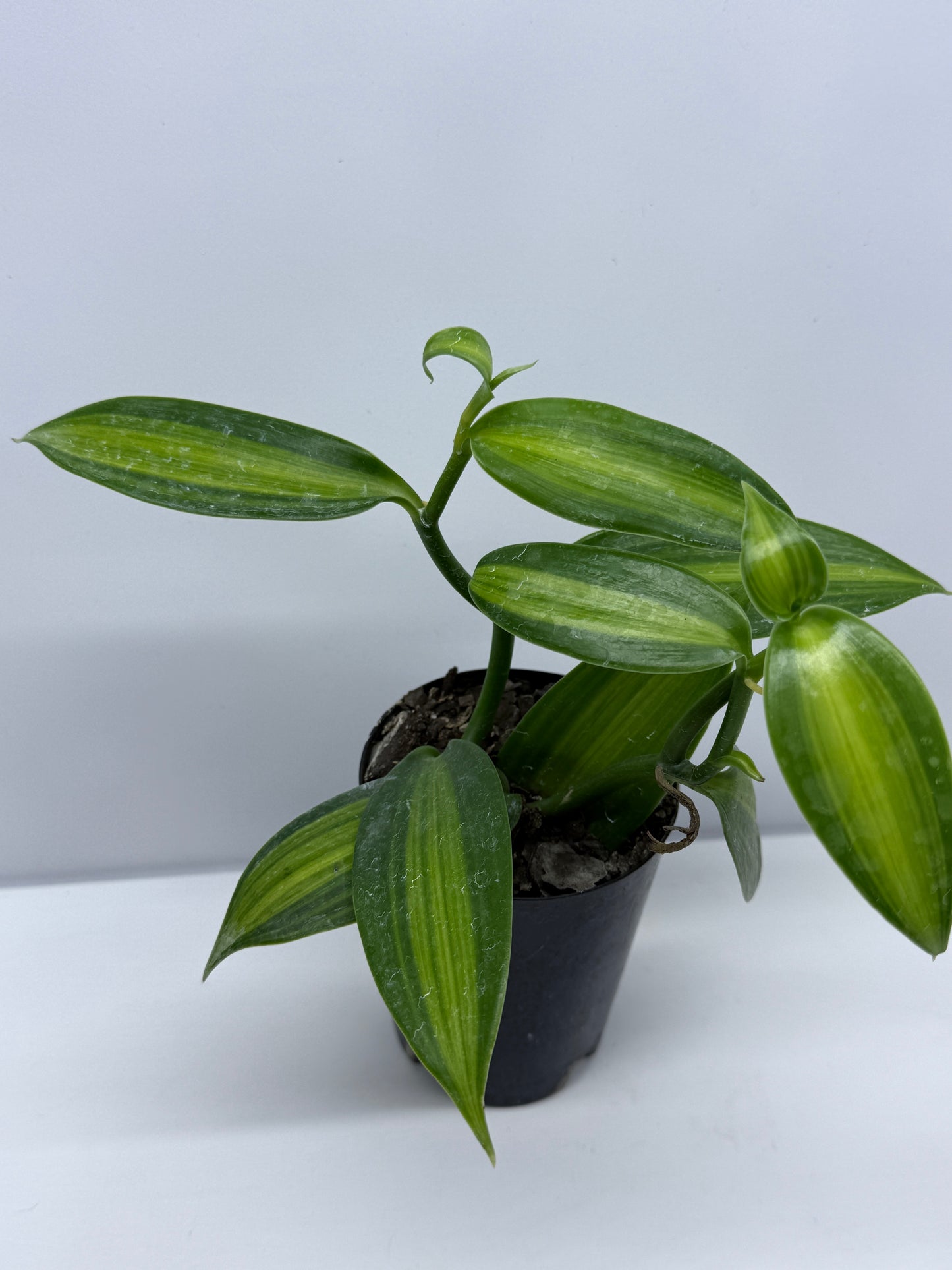 Vanilla planifolia variegata - Variegated Vanilla Vine S74
