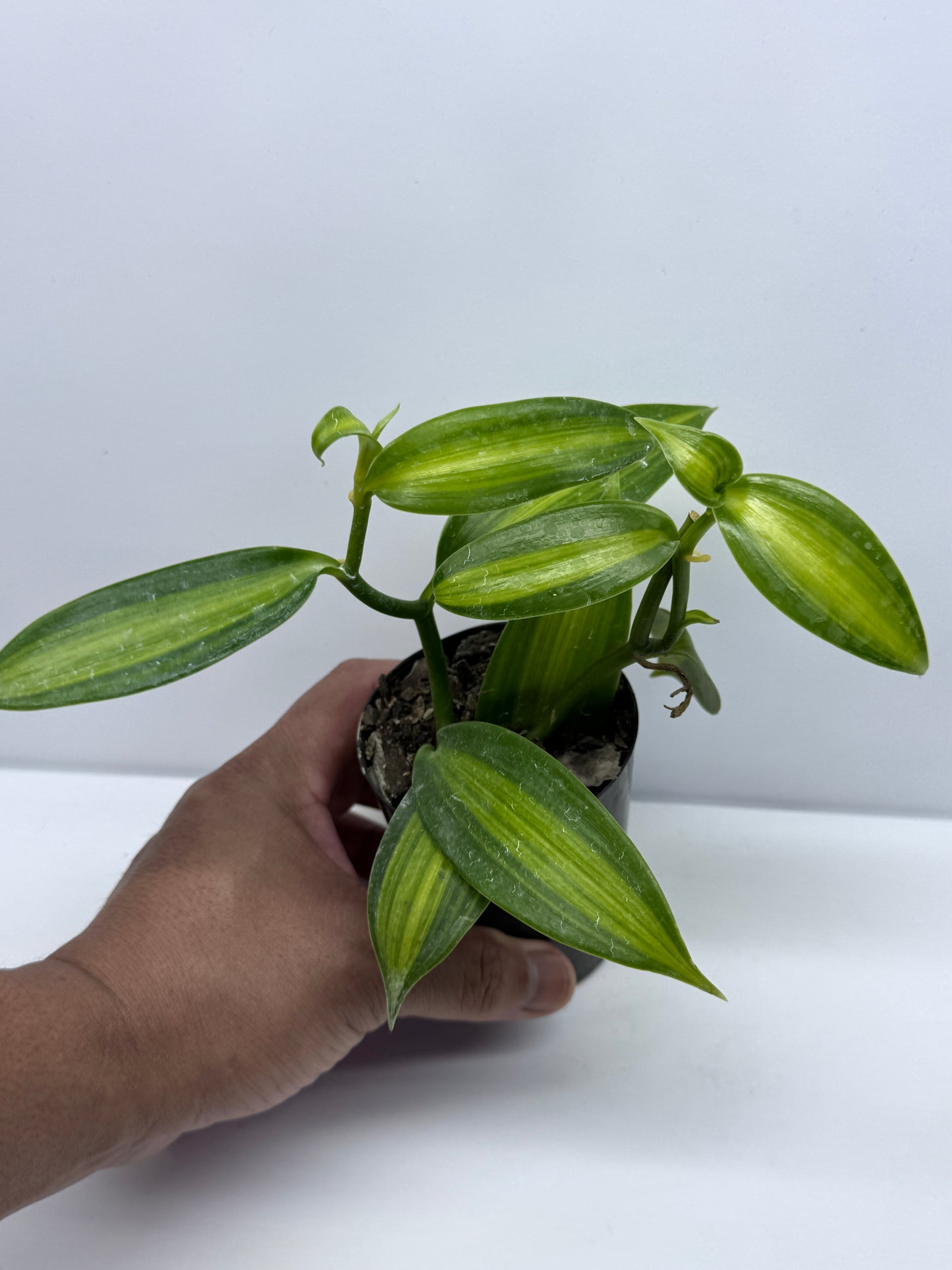 Vanilla planifolia variegata - Variegated Vanilla Vine S74