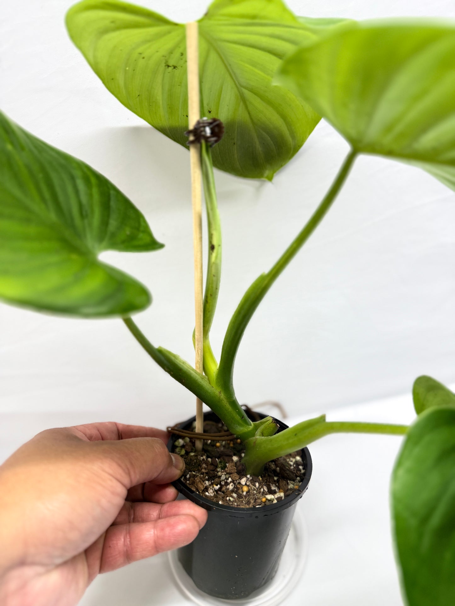 Philodendron Grazieale - Matured Form G6