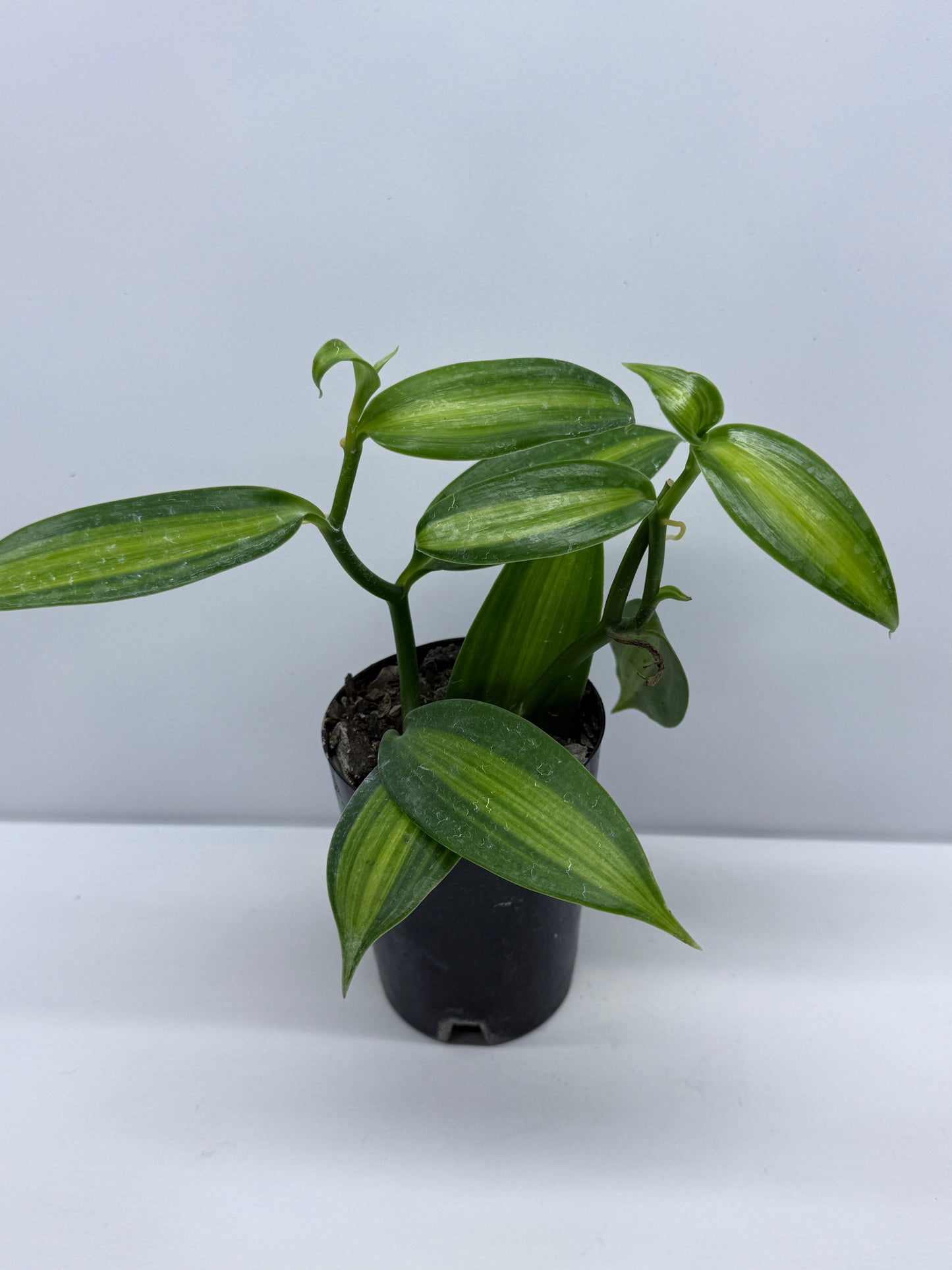 Vanilla planifolia variegata - Variegated Vanilla Vine S74
