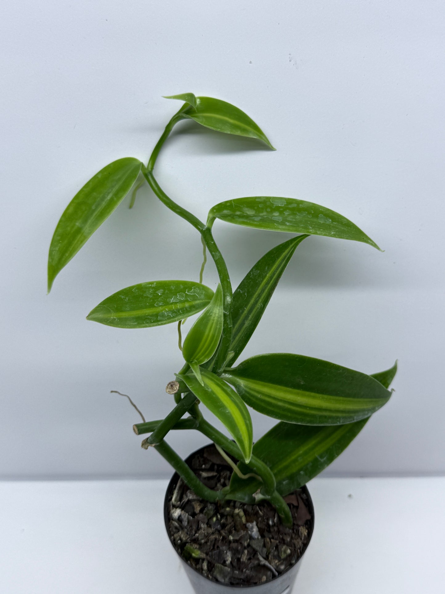 Vanilla planifolia variegata - Variegated Vanilla Vine S73