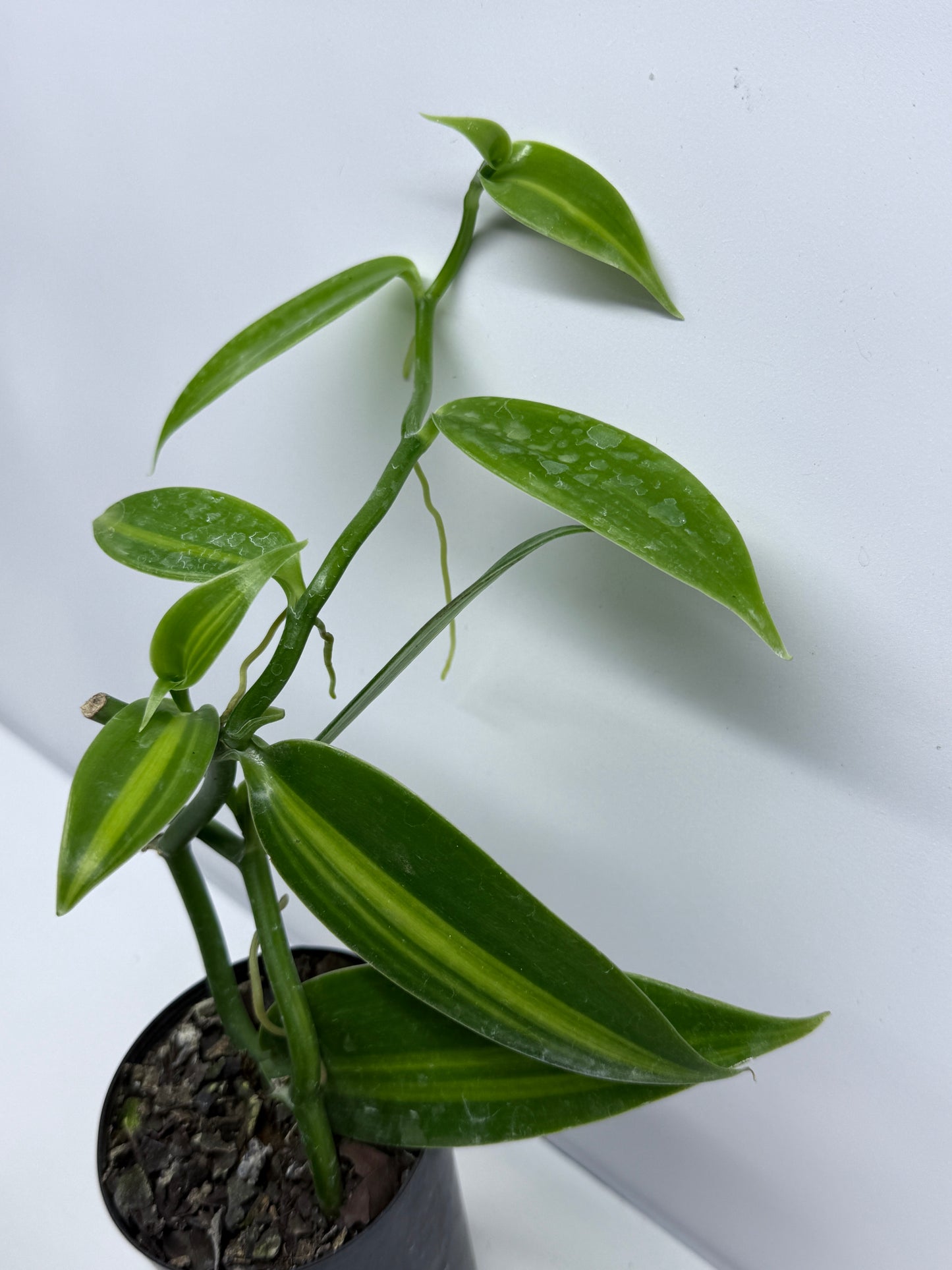 Vanilla planifolia variegata - Variegated Vanilla Vine S73