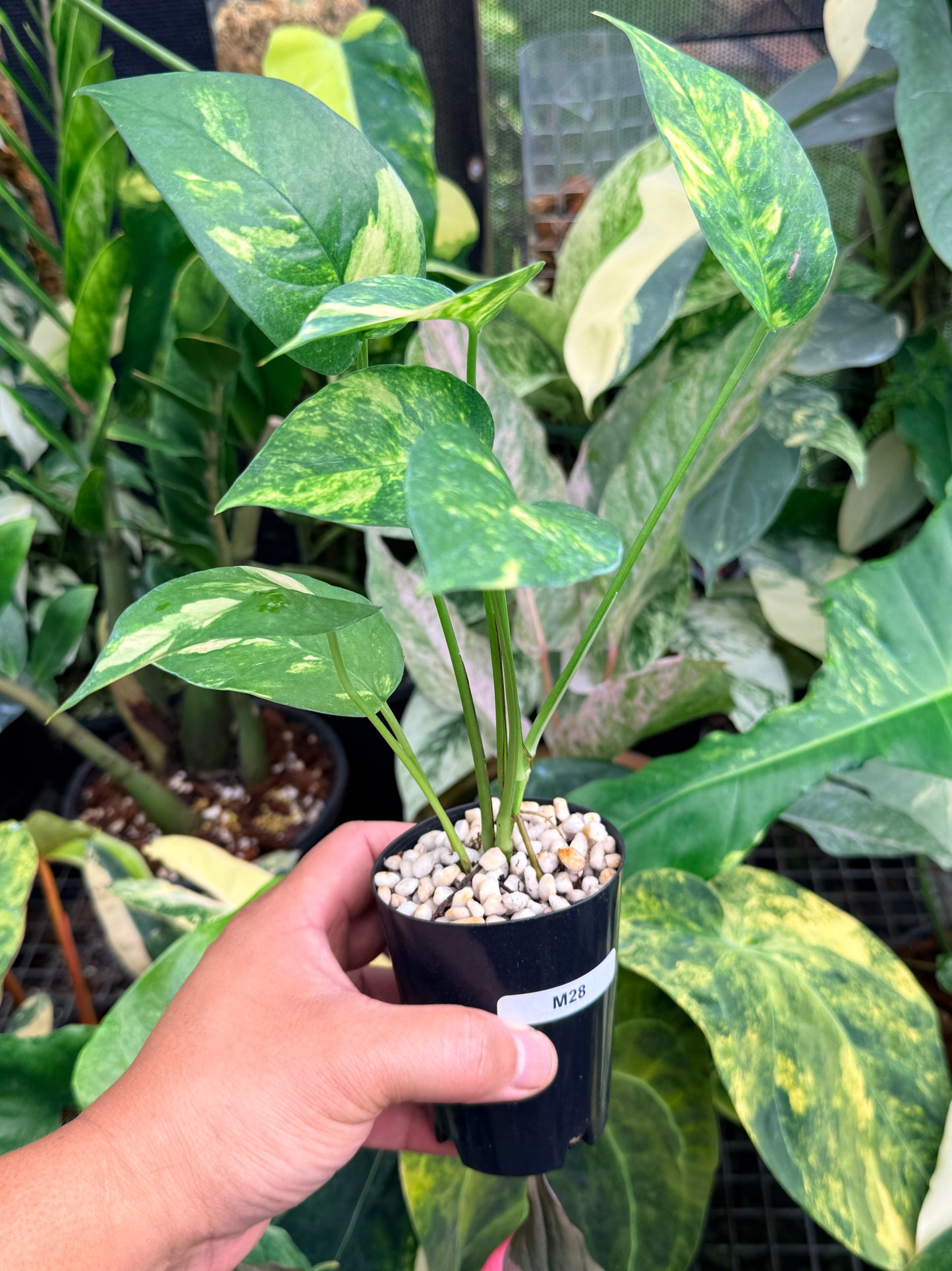 Epipremnum pinnatum 'Yellow Flame' M28