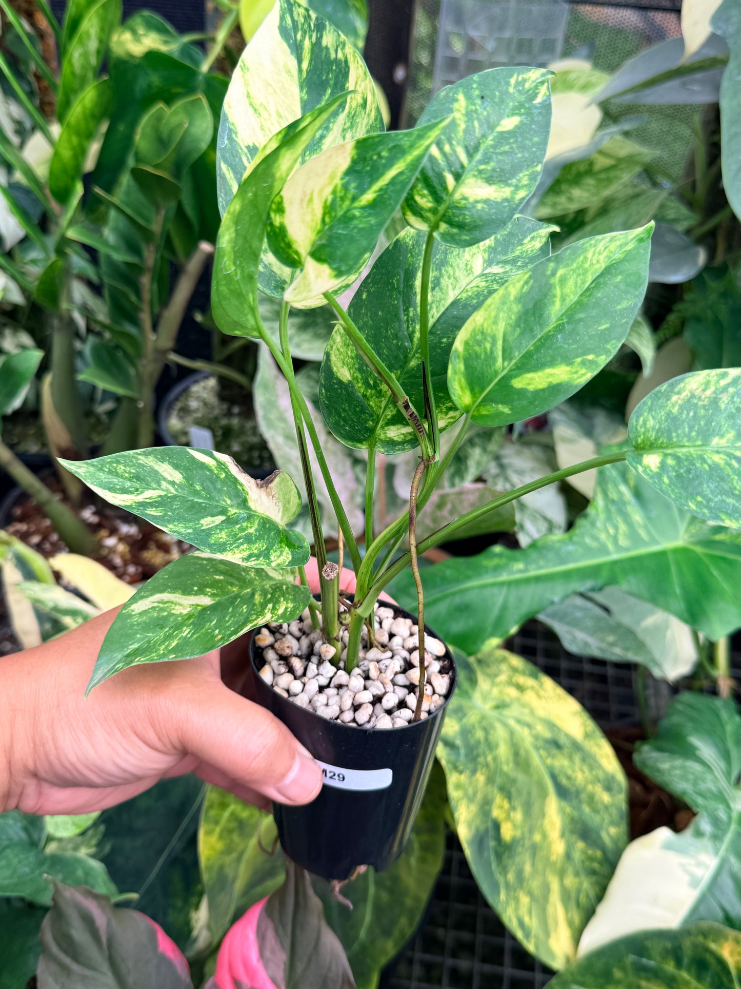 Epipremnum pinnatum 'Yellow Flame' M29