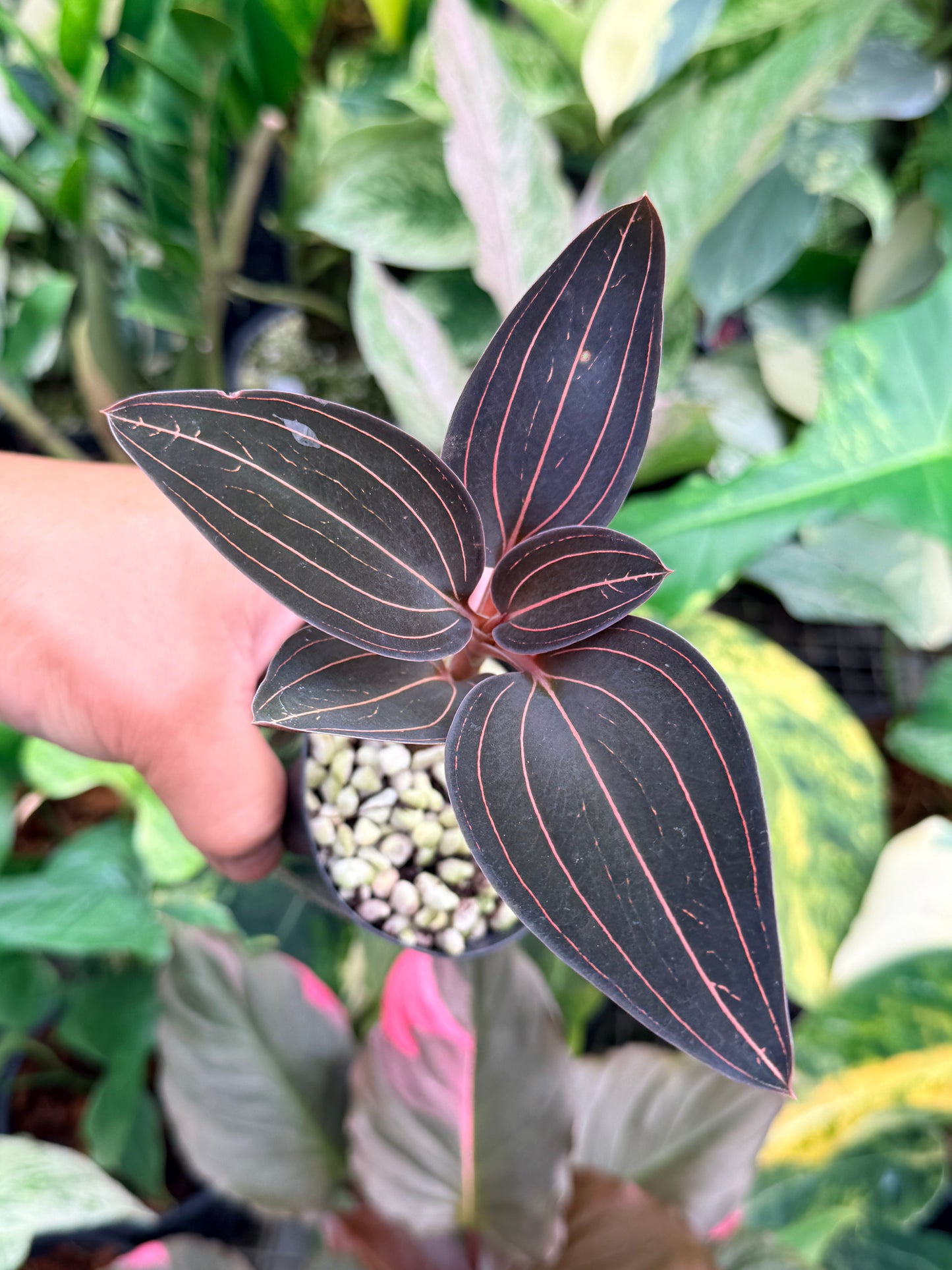 Ludisia Discolor 'Black Jewel Orchid' M25
