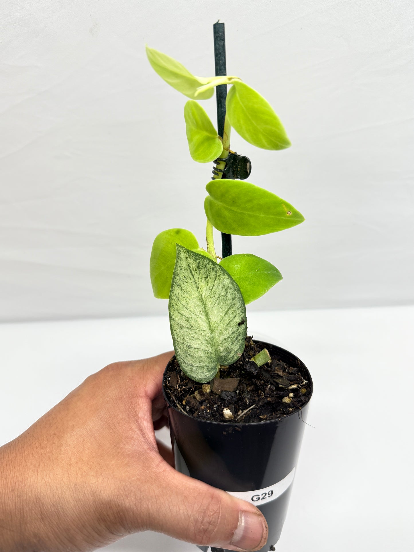 Rhaphidophora 'Hongkongensis Variegated' - Rarely offered G29