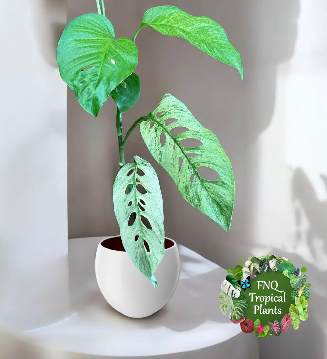 Monstera Laniata Smokey Variegated P40