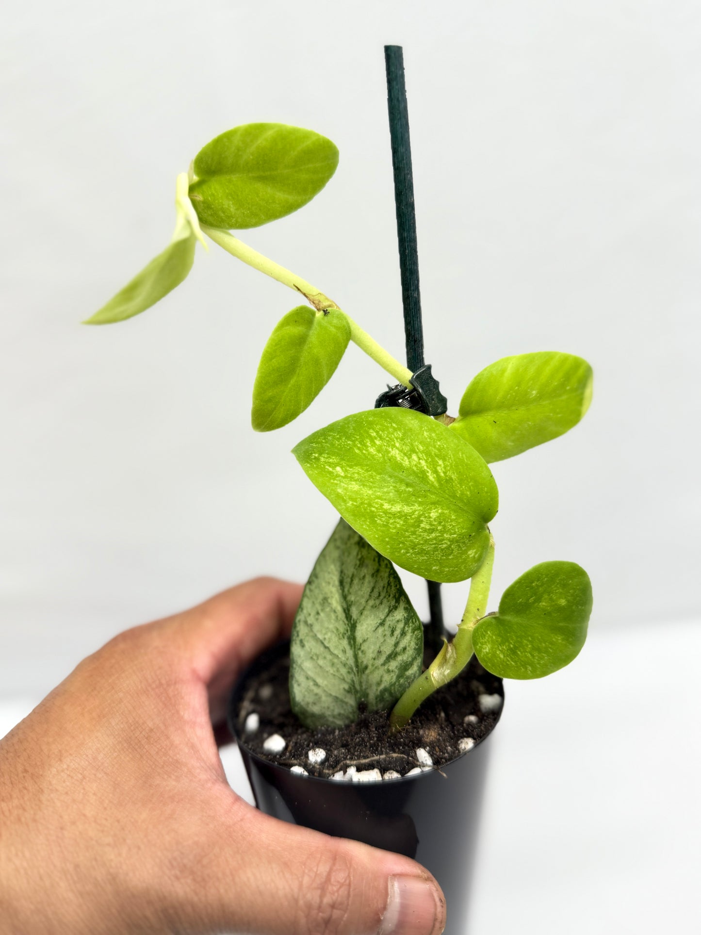 Rhaphidophora 'Hongkongensis Variegated' - Rarely offered G30