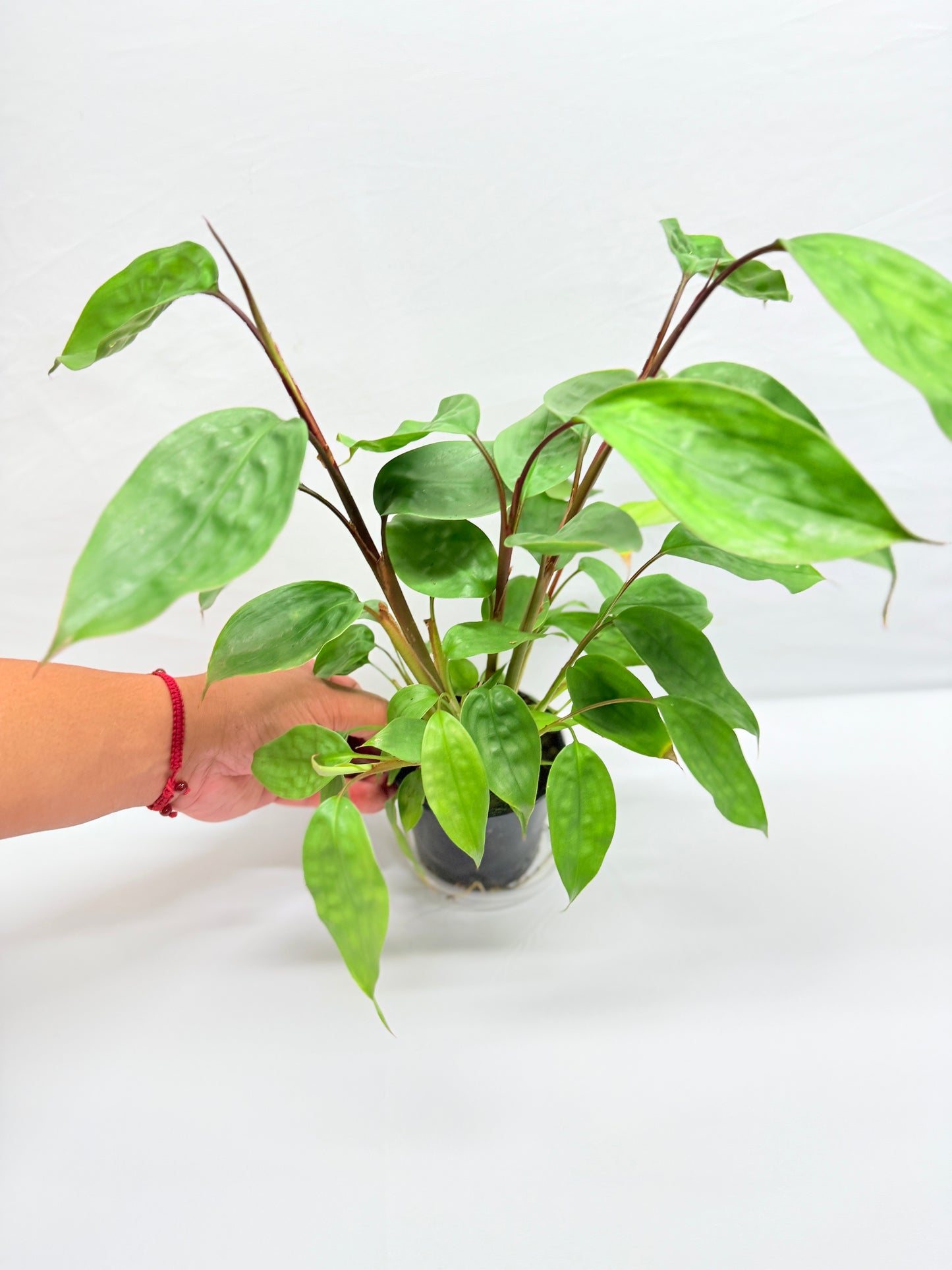 Burbidgea scheizocheila 'Golden Bush Ginger' G24