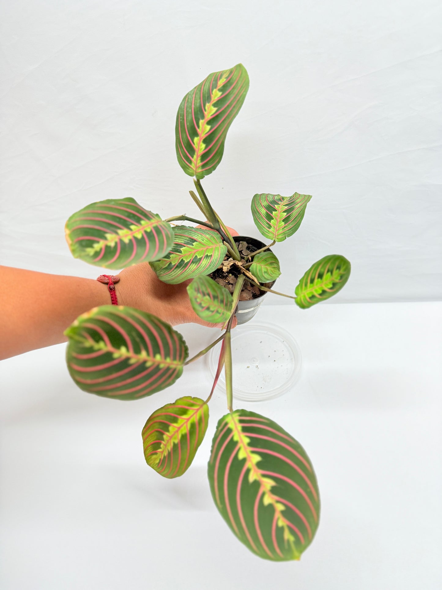 Maranta leuconeura 'Red Vein' F47