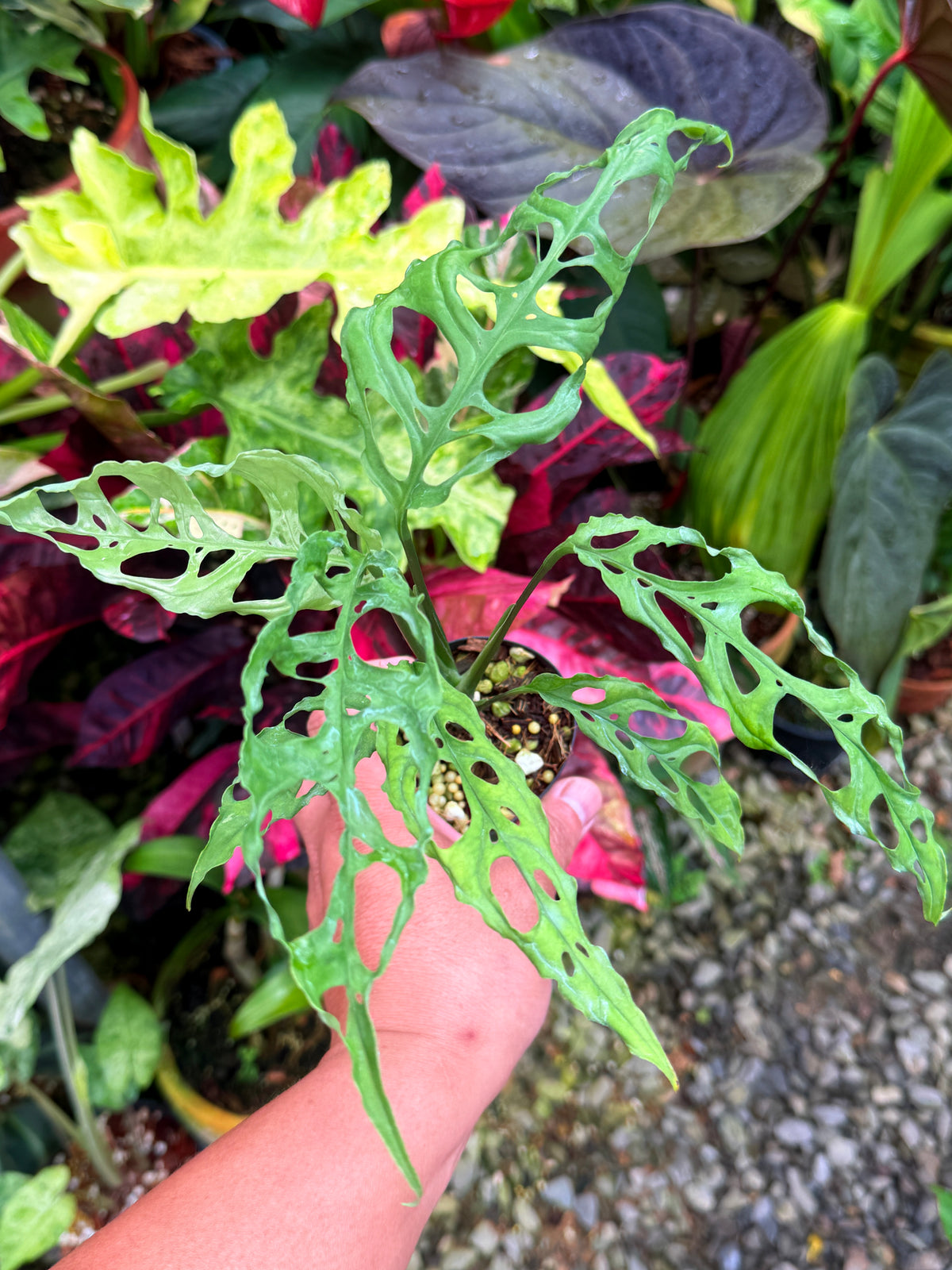 Monstera obliqua 'Peru' S32