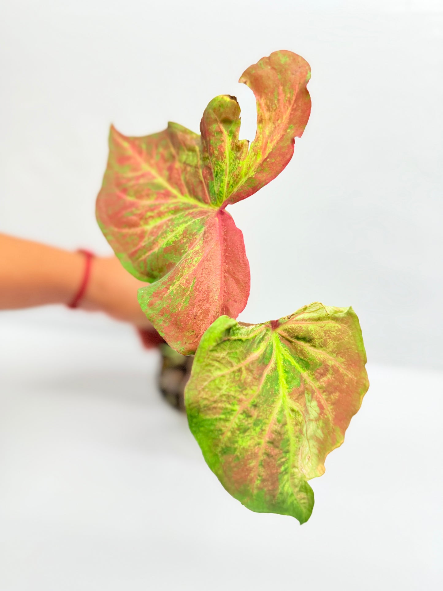 Caladium Hybrid G26