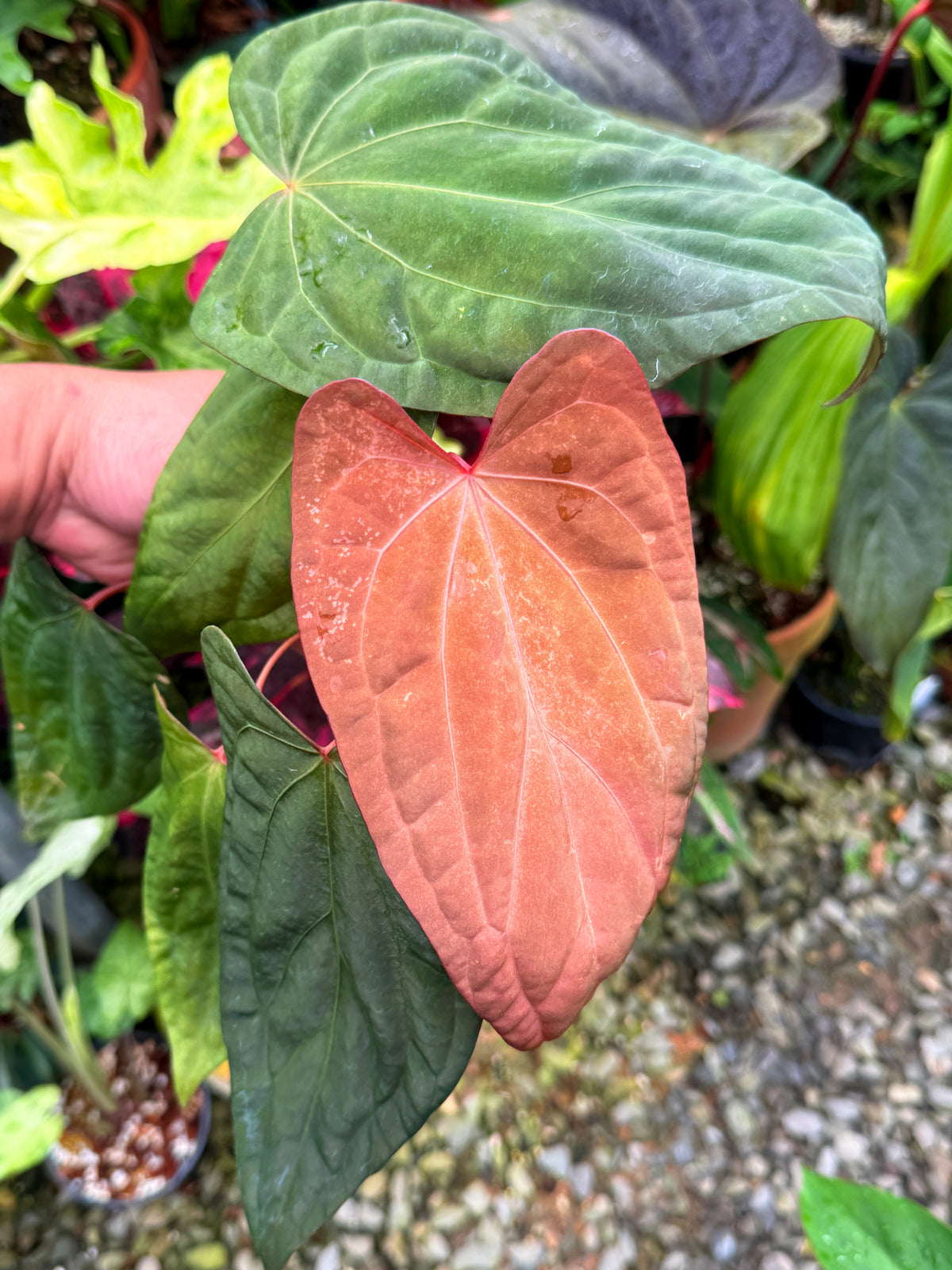 Anthurium Garden Velvet x Midnight Velvet x Red Vein Dark Phoenix M42